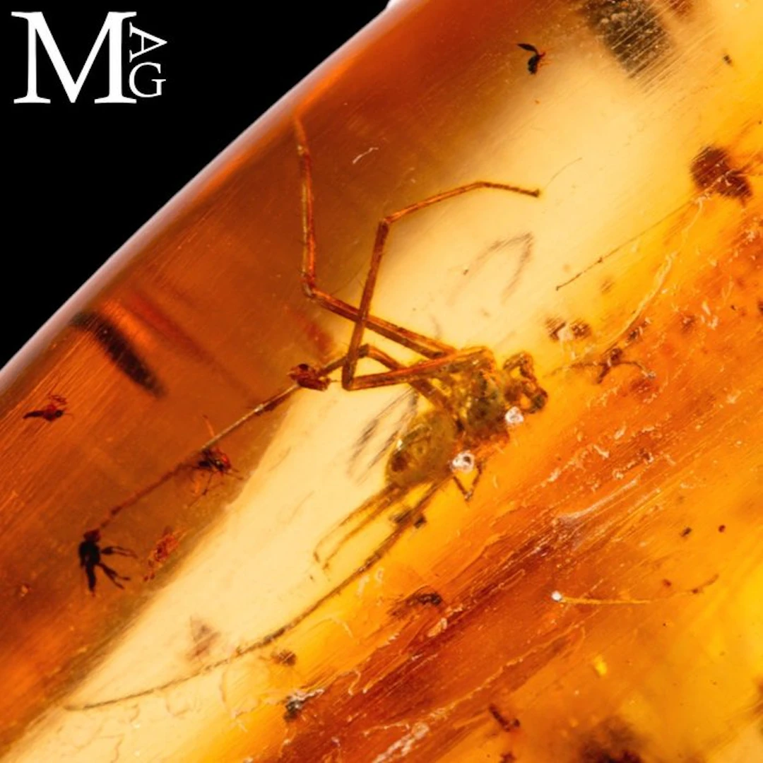 Specimen of Copal - natural - young Amber Copal - Height...