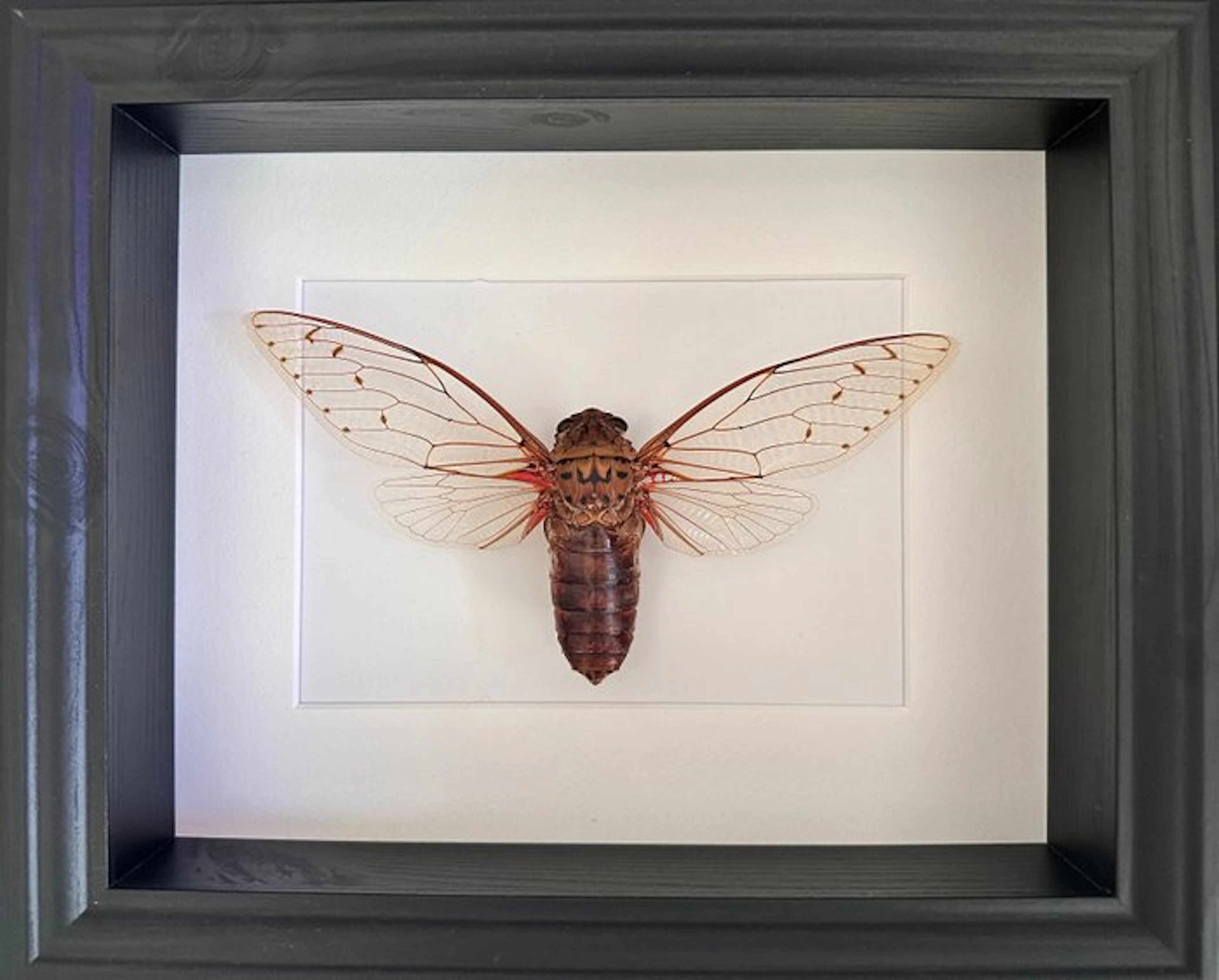 Imperial cicada Megapomponia imperatoria