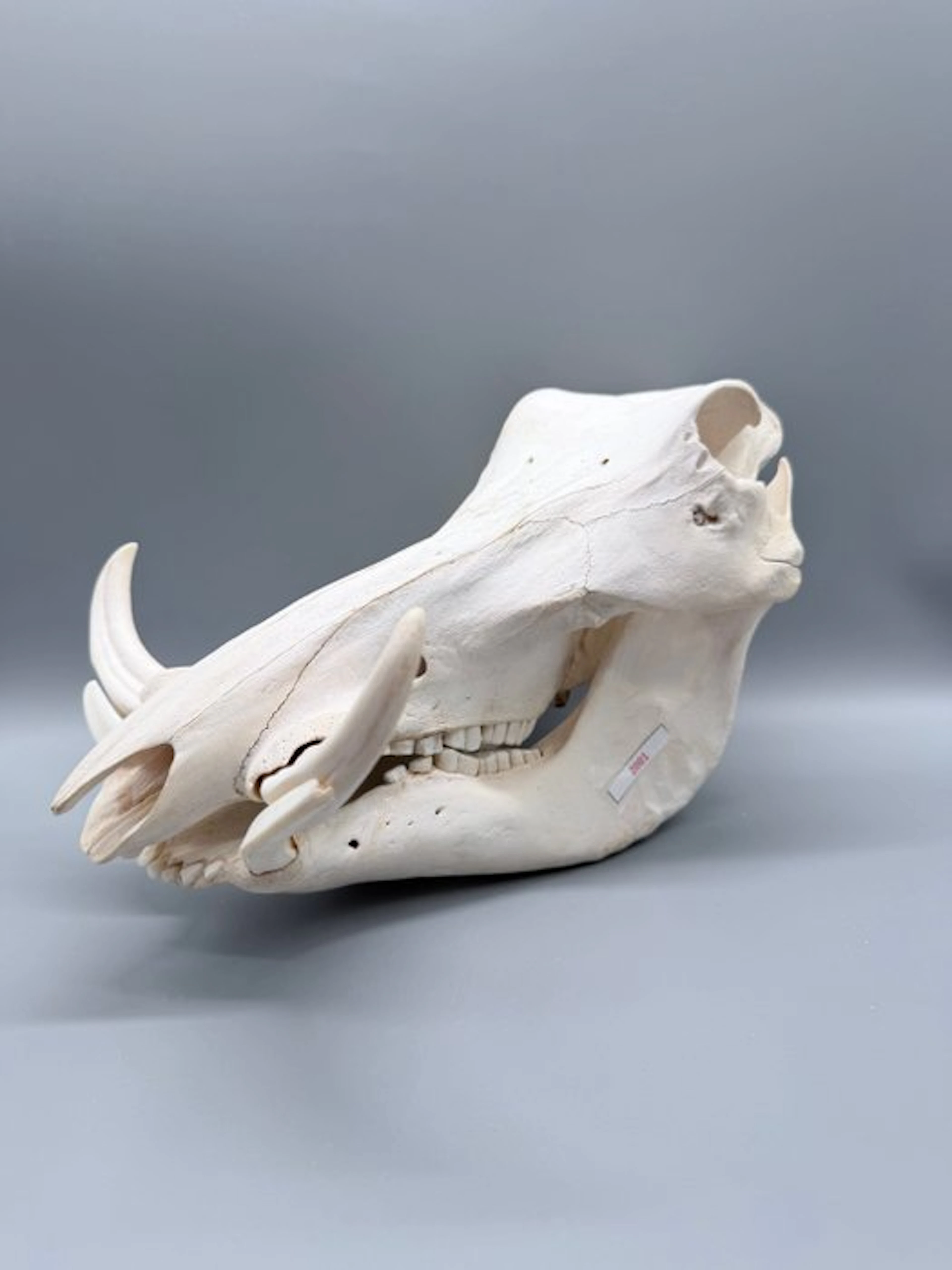 Warthog Skull - Phacochoerus africanus - 20 cm - 22 cm...