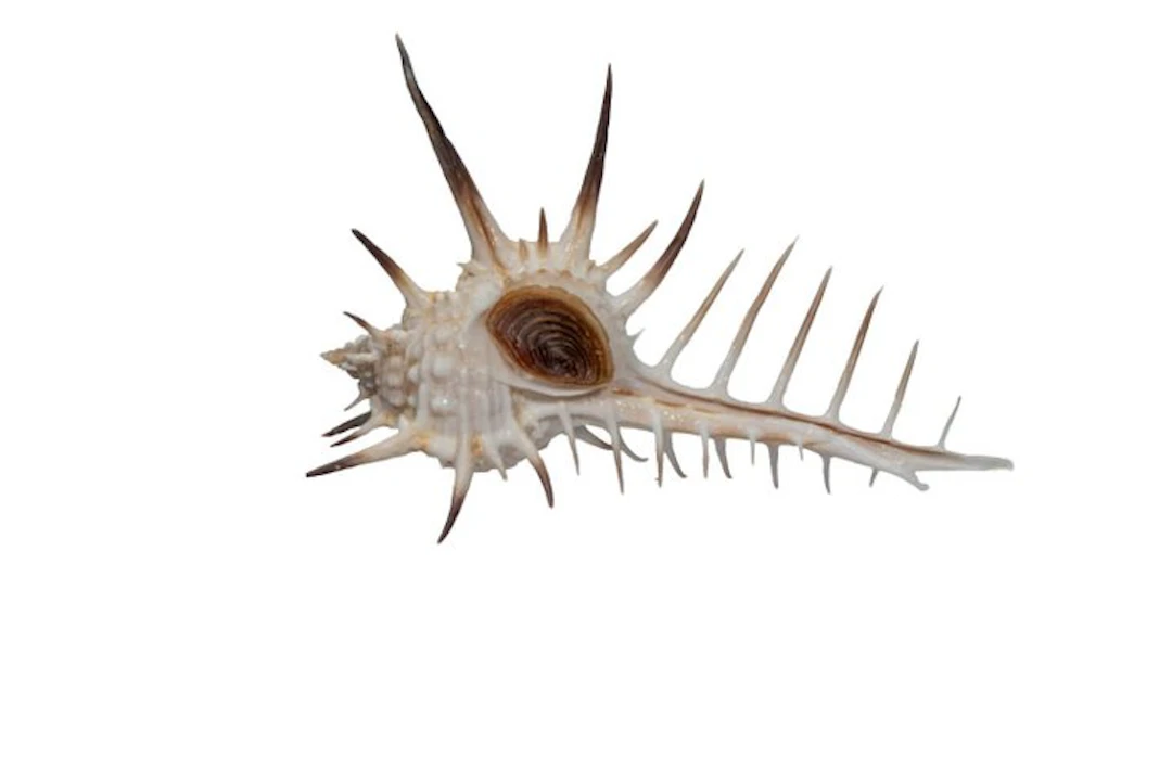 Rare spiny snail (Murex ternispina) 96mm | Giant Size Top...