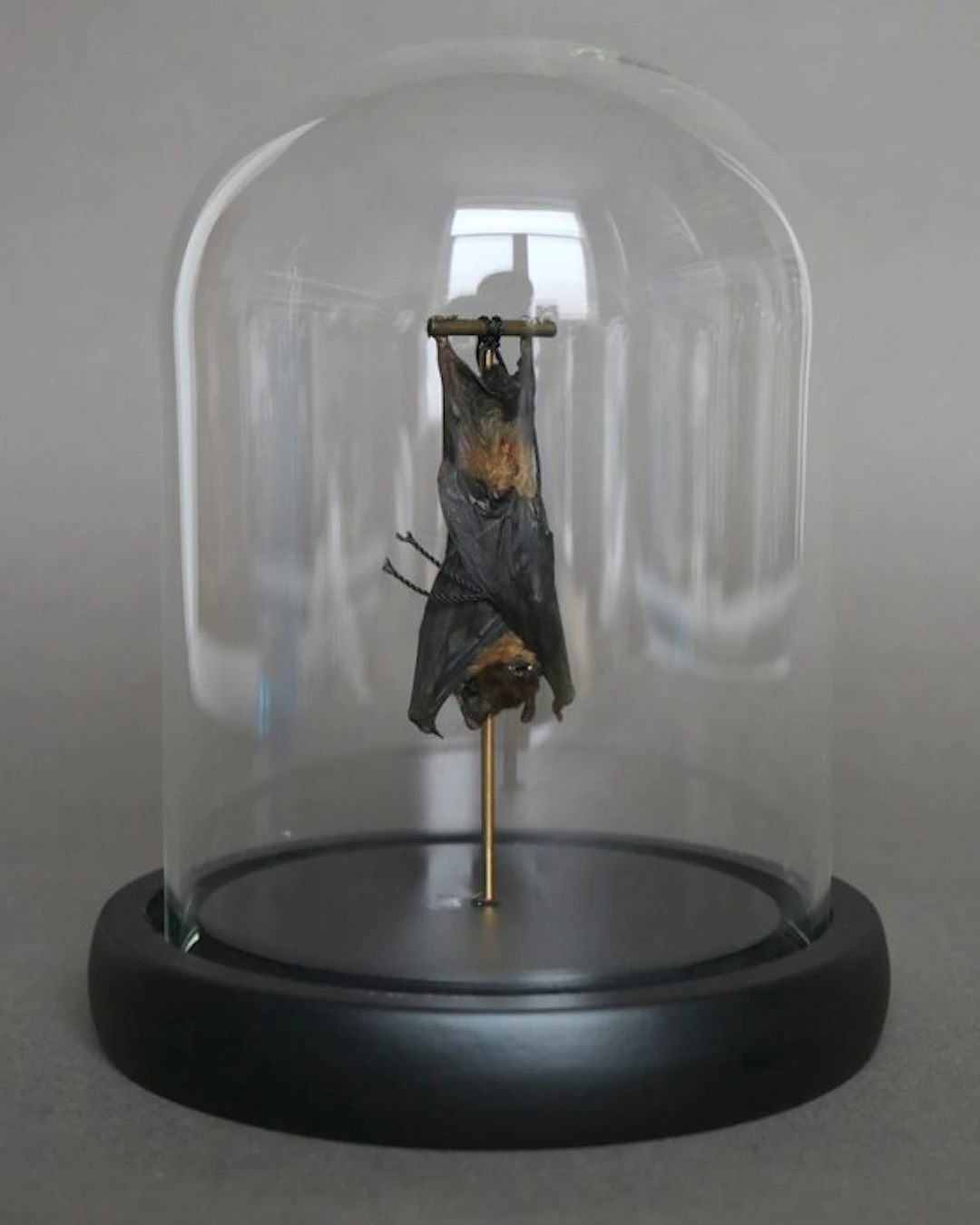 Bat Taxidermy full body mount - Pipistrelus sp