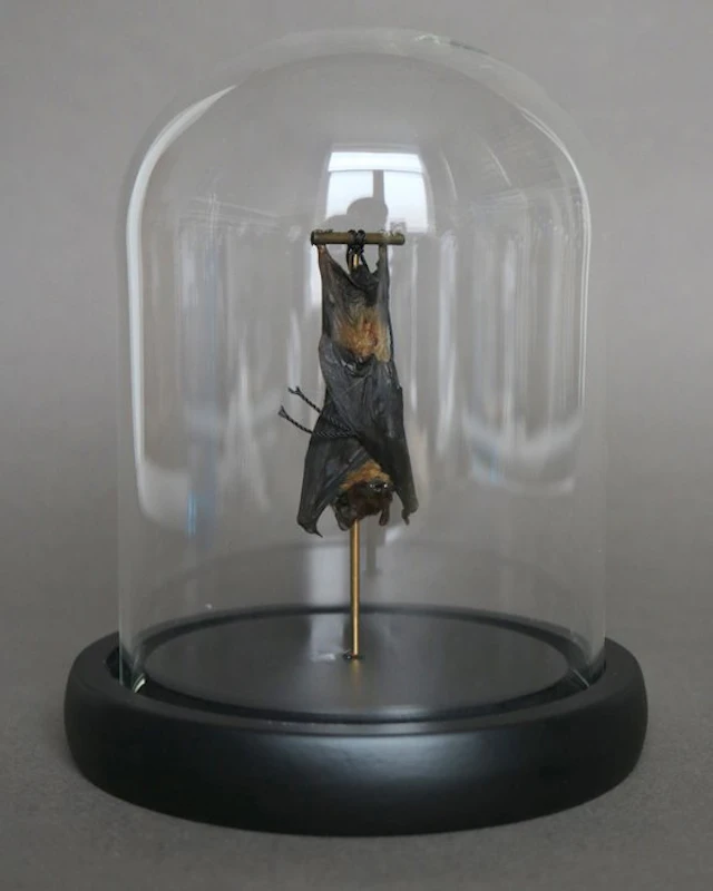 Bat Taxidermy full body mount - Pipistrelus sp