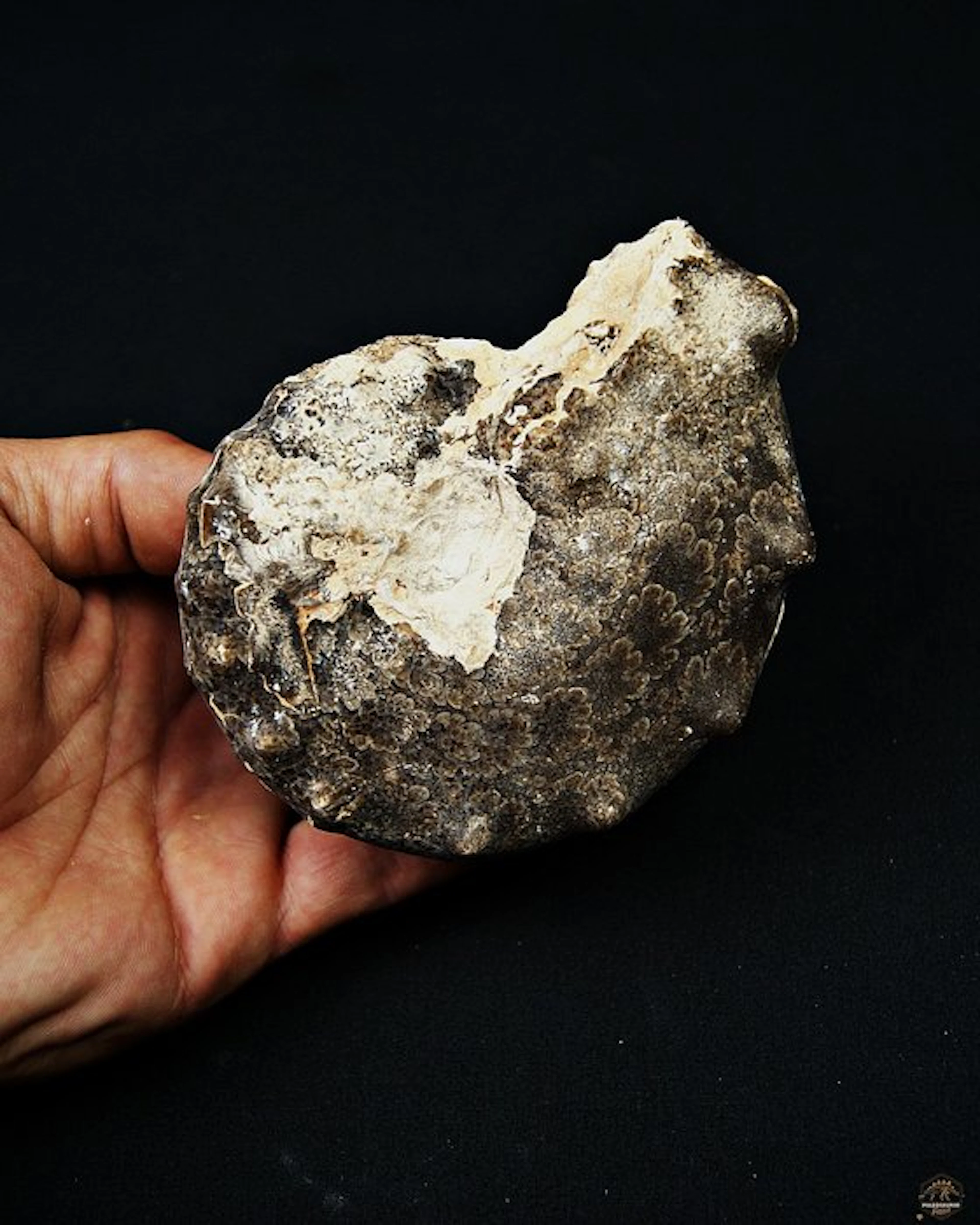 Ammonite - Fossilised animal - Mammites sp. (No reserve price)
