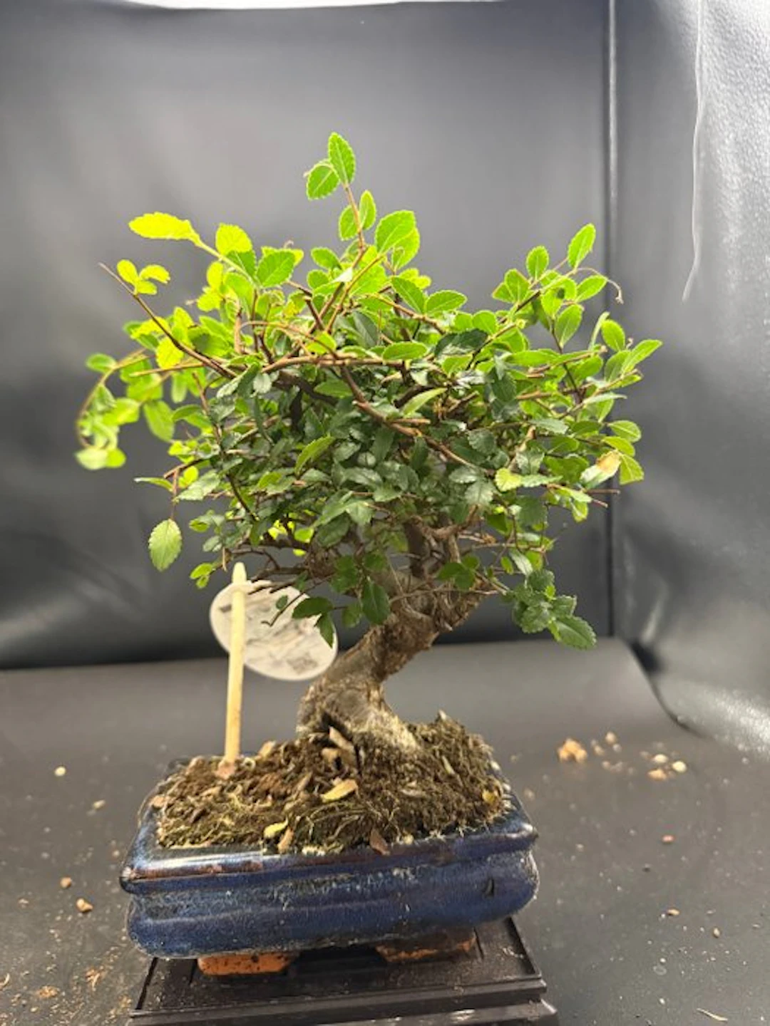 Japanese elm bonsai (Zelkova) - Height (Tree): 25 cm...