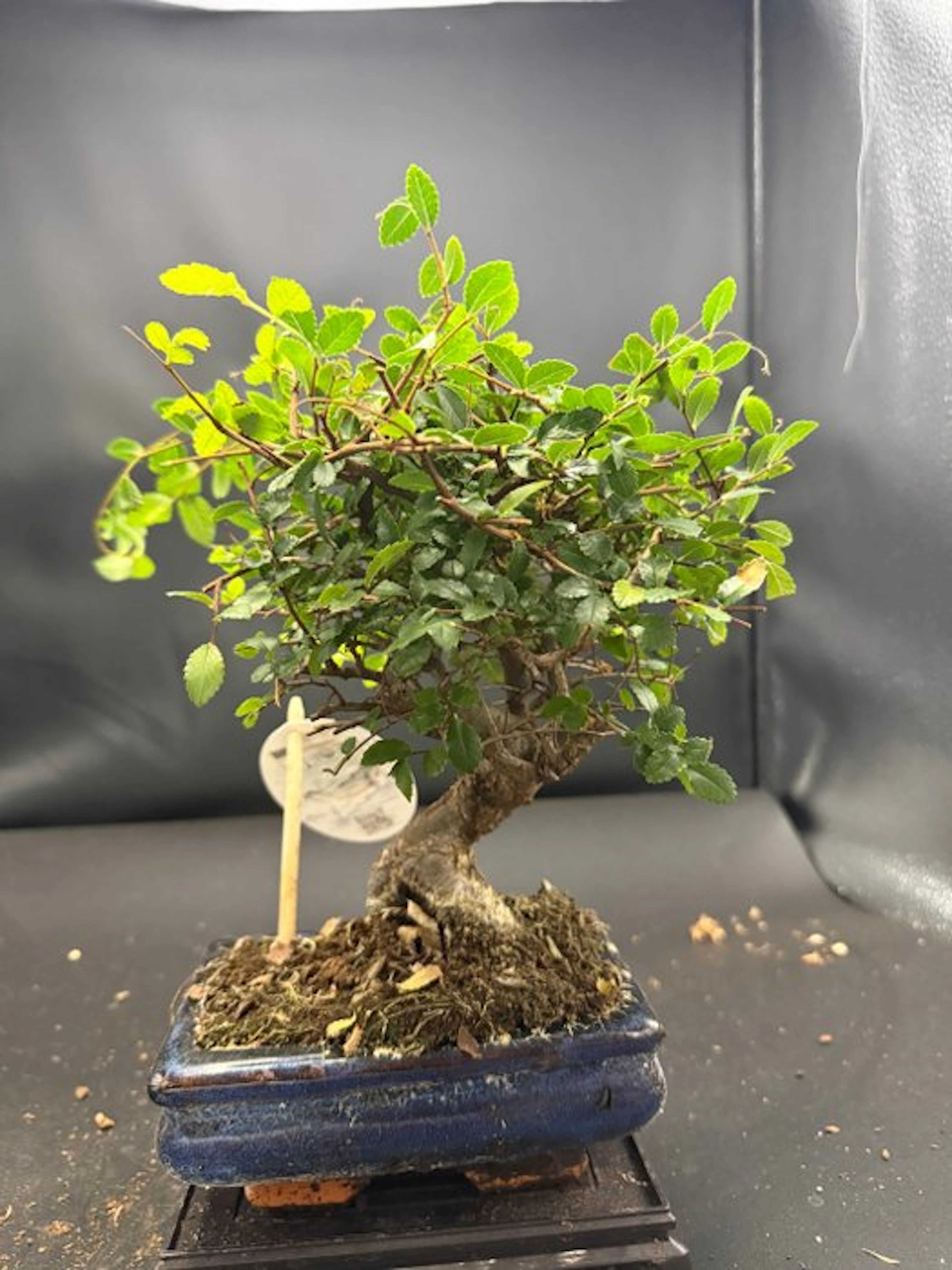 Japanese elm bonsai (Zelkova) - Height (Tree): 25 cm...