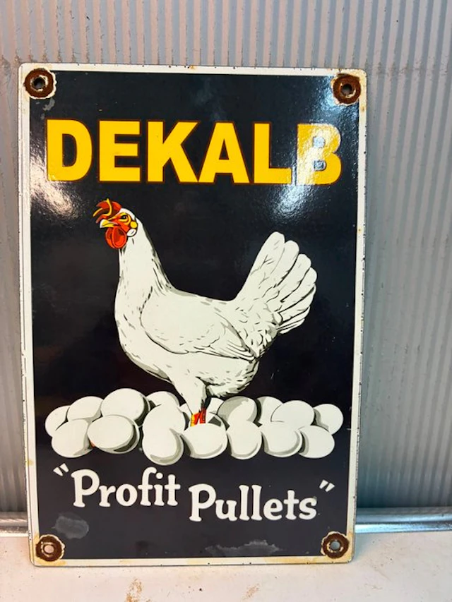 Dekalb Profit Pullets – Kip & Eieren – Emaille...