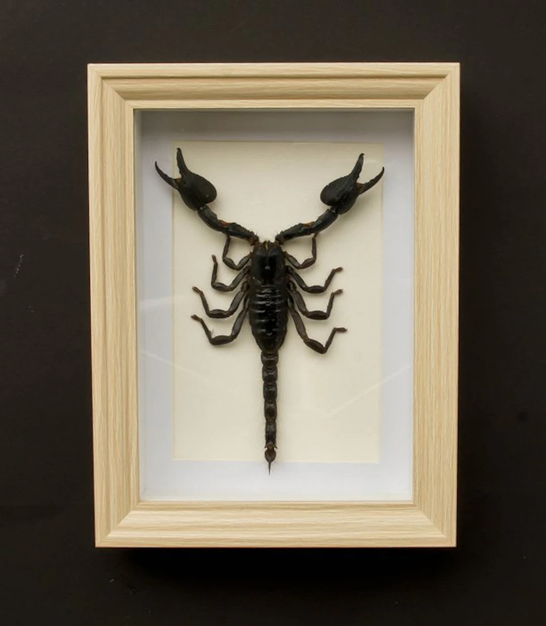 Scorpion Taxidermy full body mount - Scorpion...