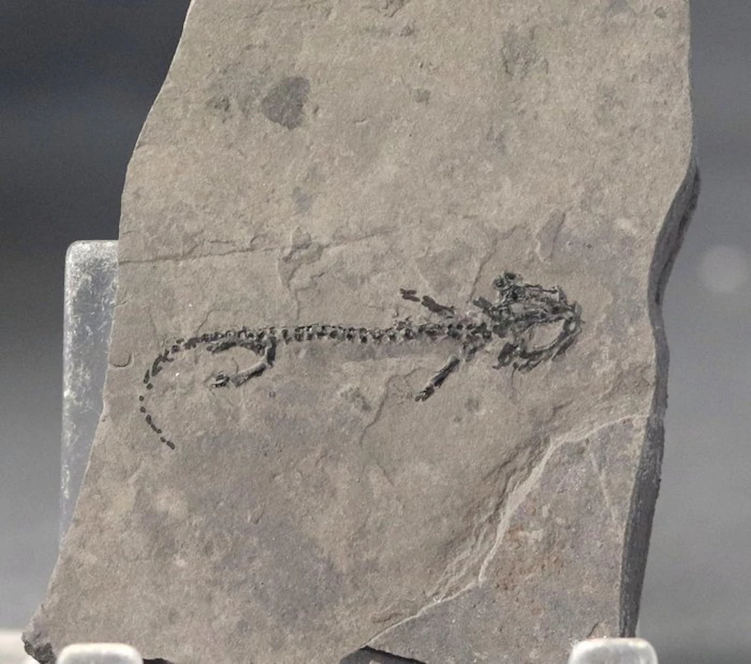 Fine amphibian multiple - On stone - Fossilised animal...