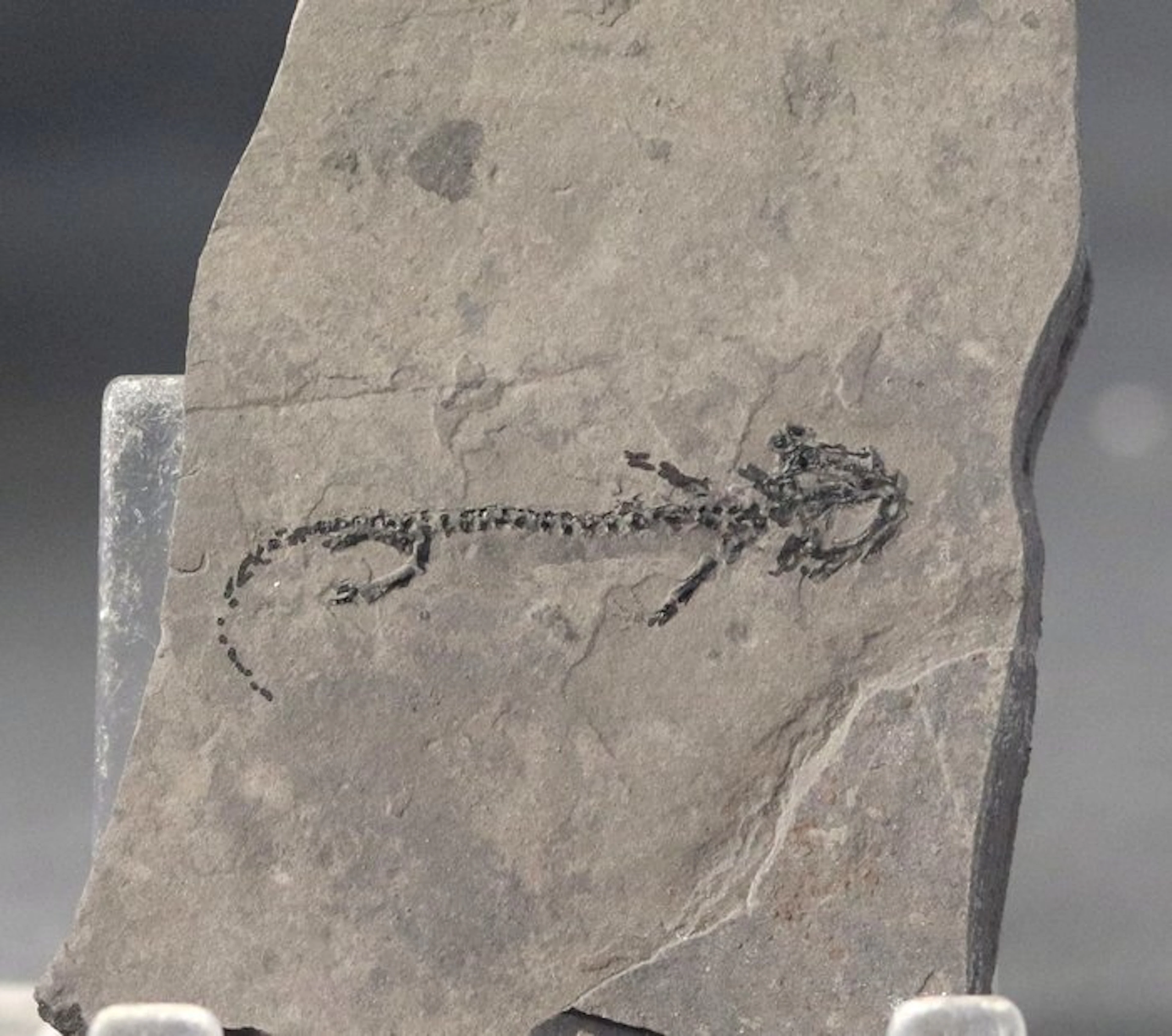 Fine amphibian multiple - On stone - Fossilised animal...