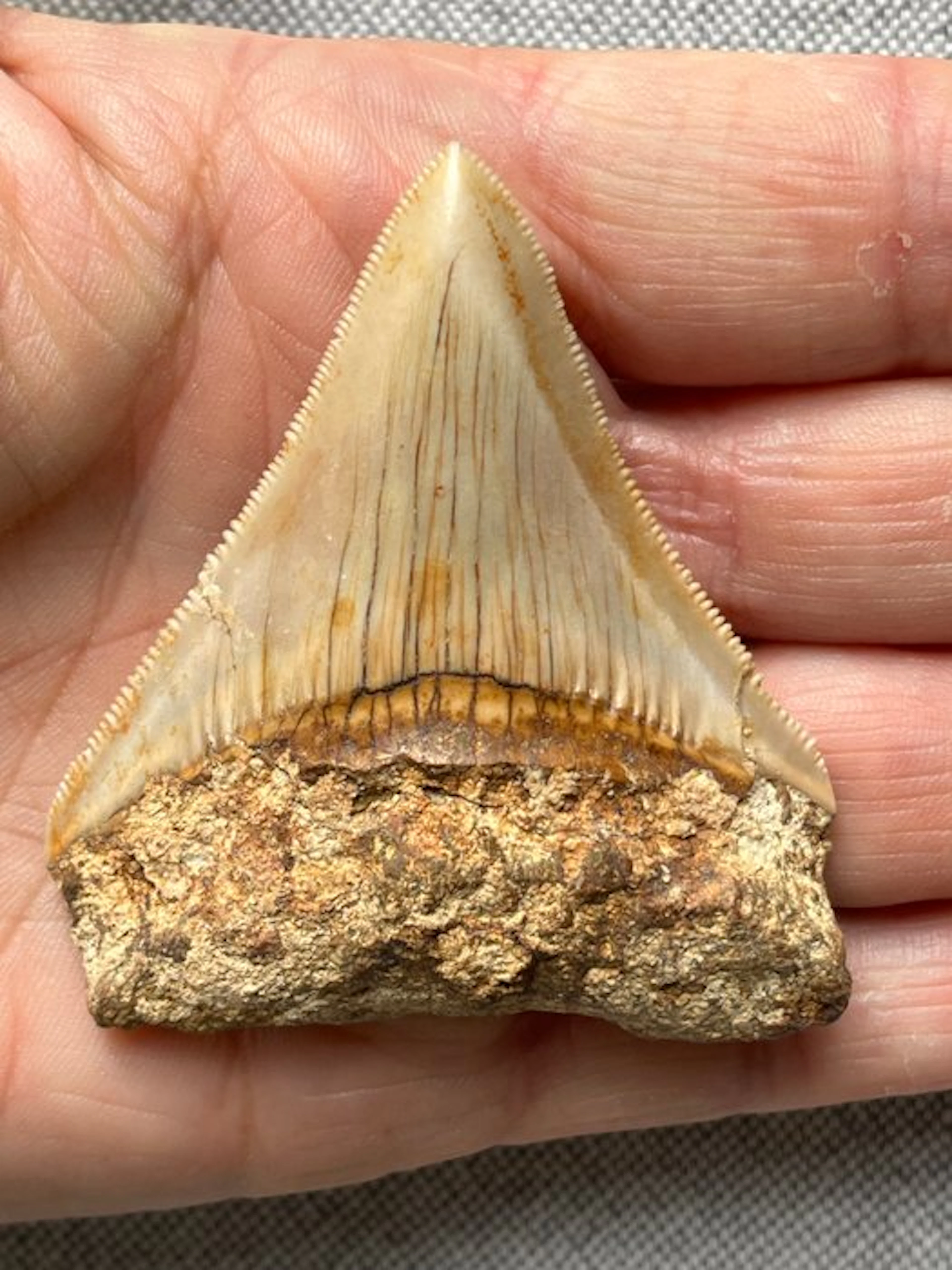 Megalodon tooth 6,5 cm - Fossil tooth - Carcharocles...