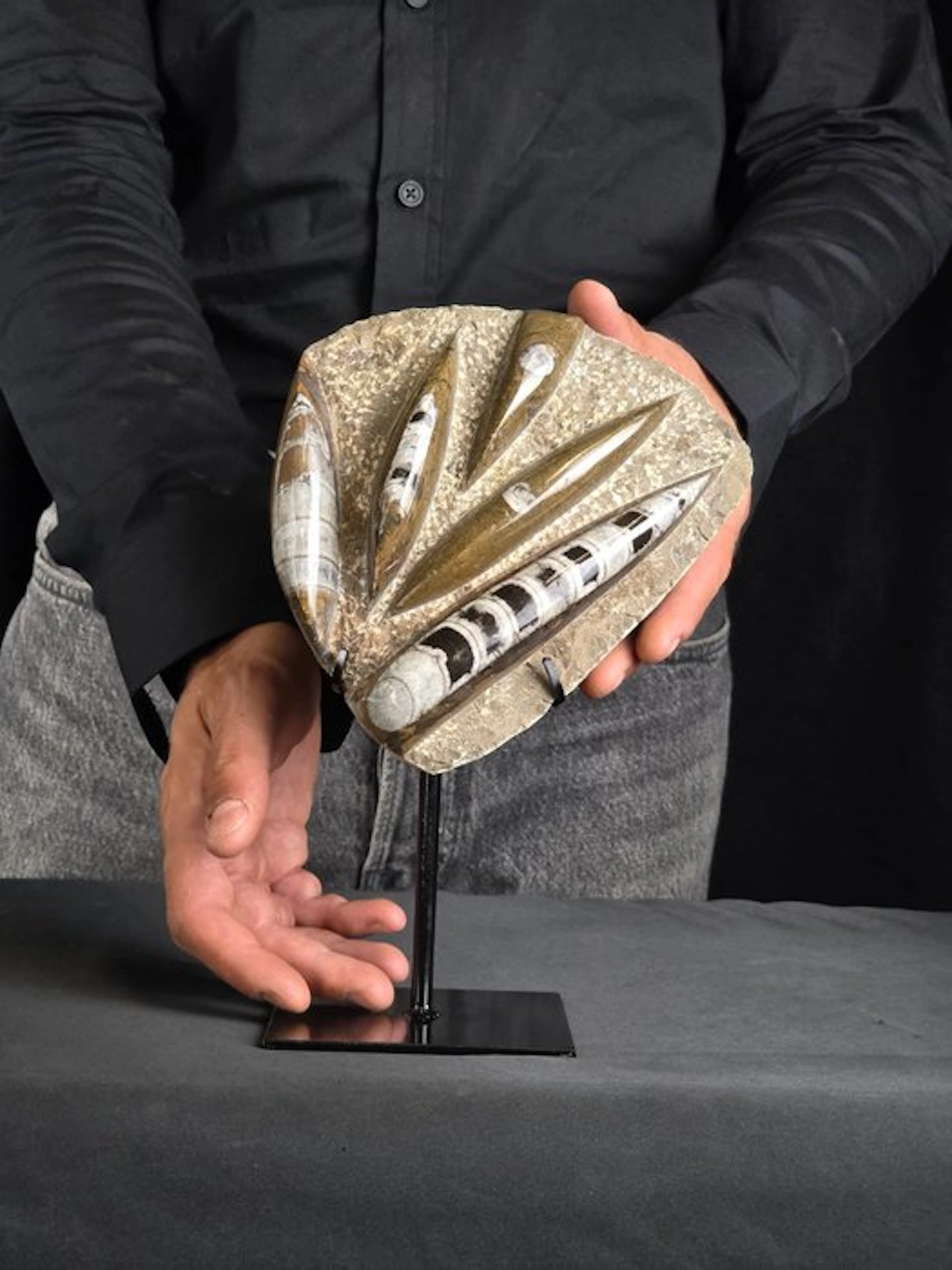 Orthoceras and ammonite on display stand - Fossilised animal (No reserve price)