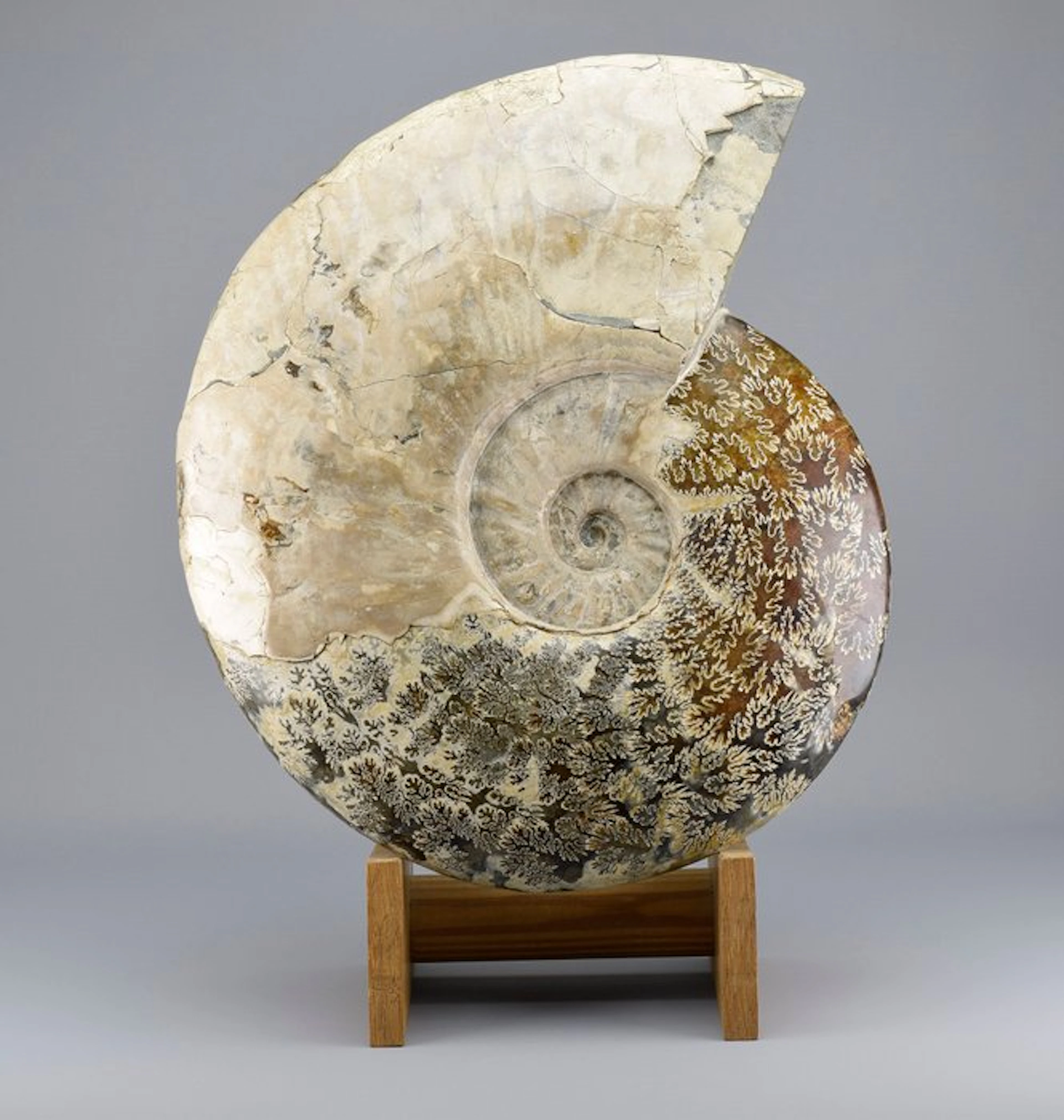 Outstanding 34 cm ammonite - Fossilised animal - Aioloceras besairiei - 34 cm