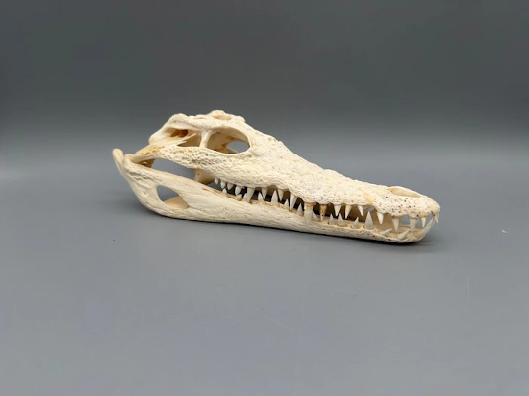 Nile Crocodile Skull - Crocodylus niloticus - 7 cm - 10...