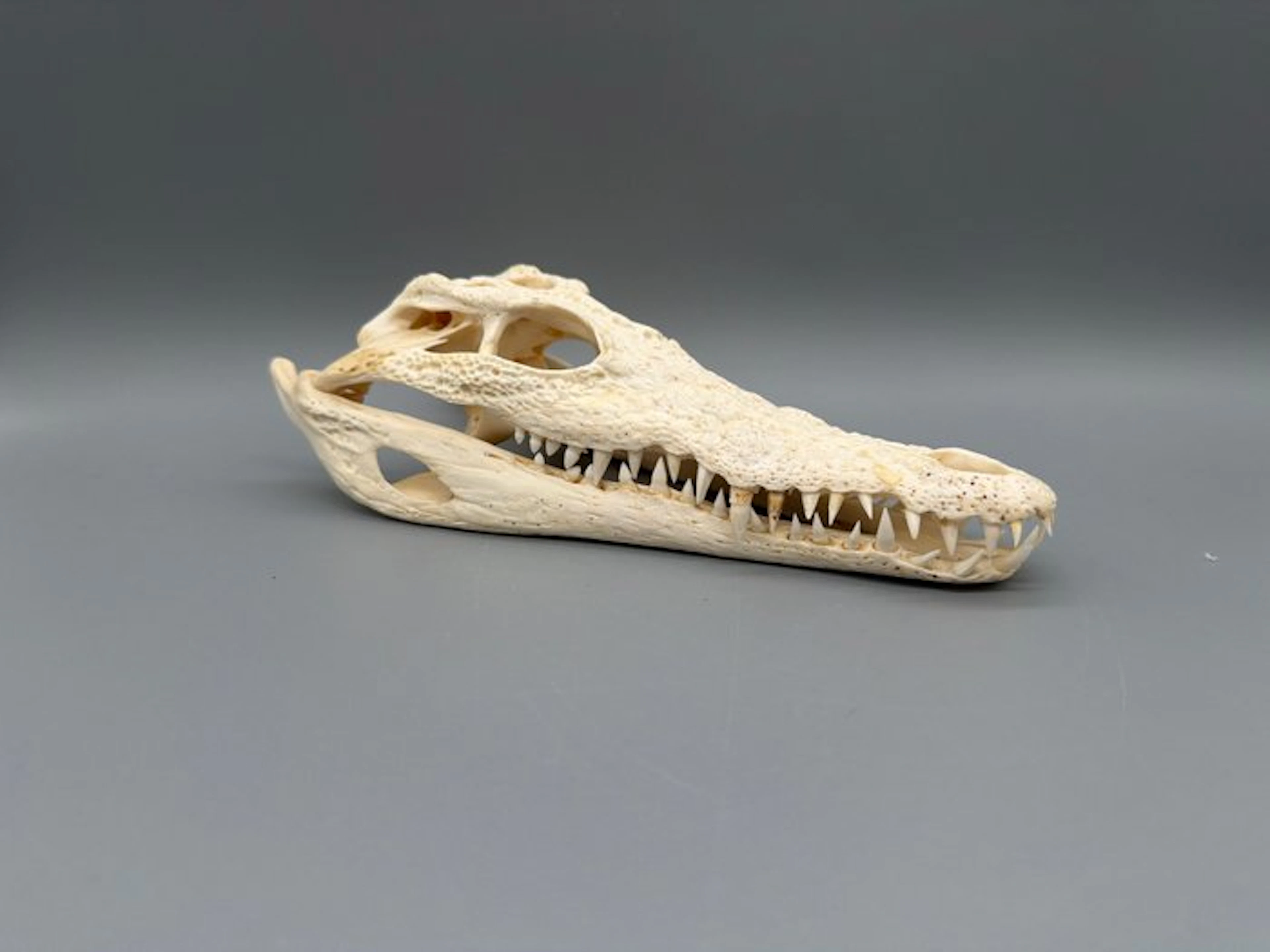 Nile Crocodile Skull - Crocodylus niloticus - 7 cm - 10...
