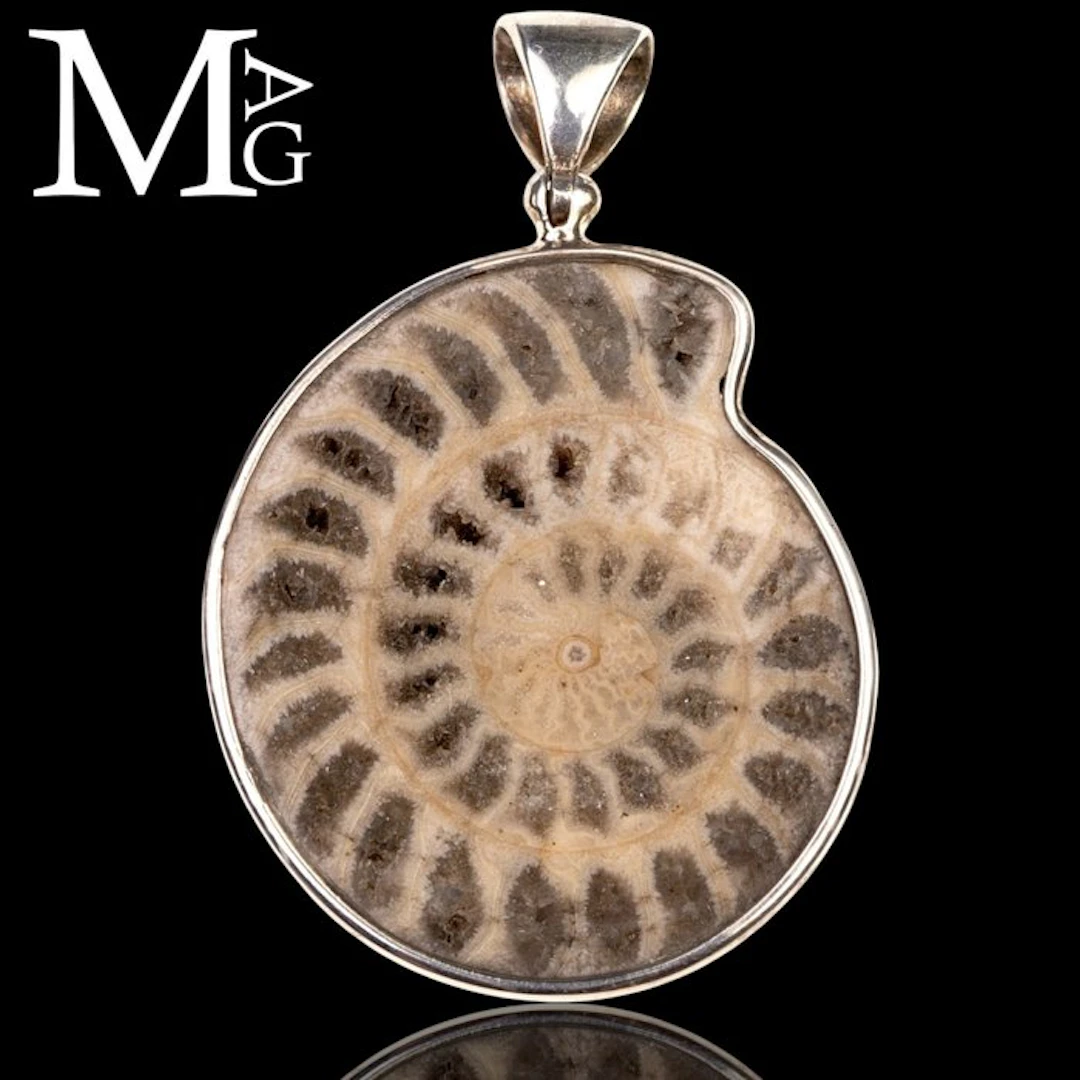 Fossil Ammonite - Metalegoceras Hudsoni A Jurassic...