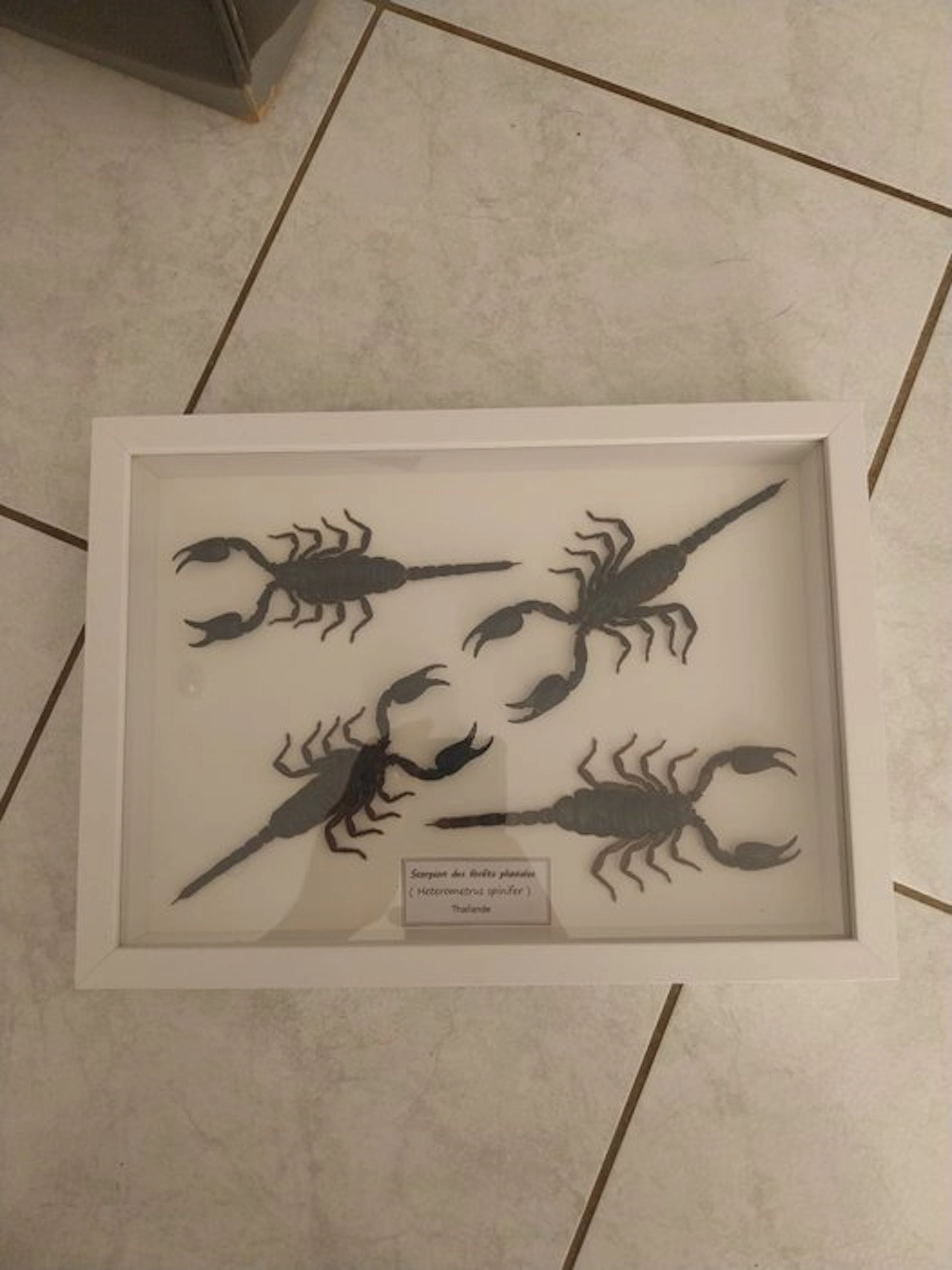 Scorpion Taxidermy full body mount - Heterometrus...