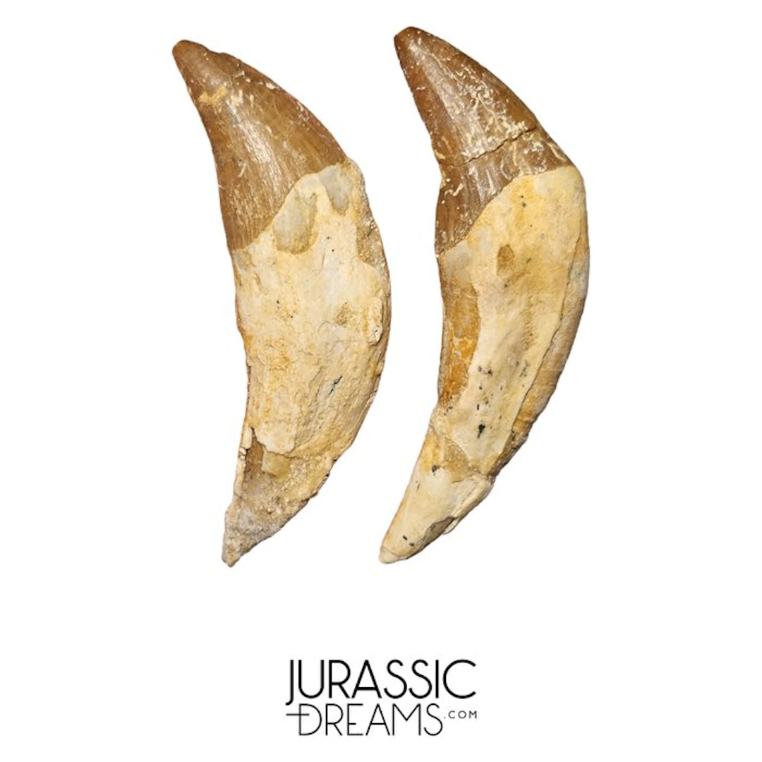 Set of 2 Rooted Basilosaurid -cf Pappocetus- (Primitive...