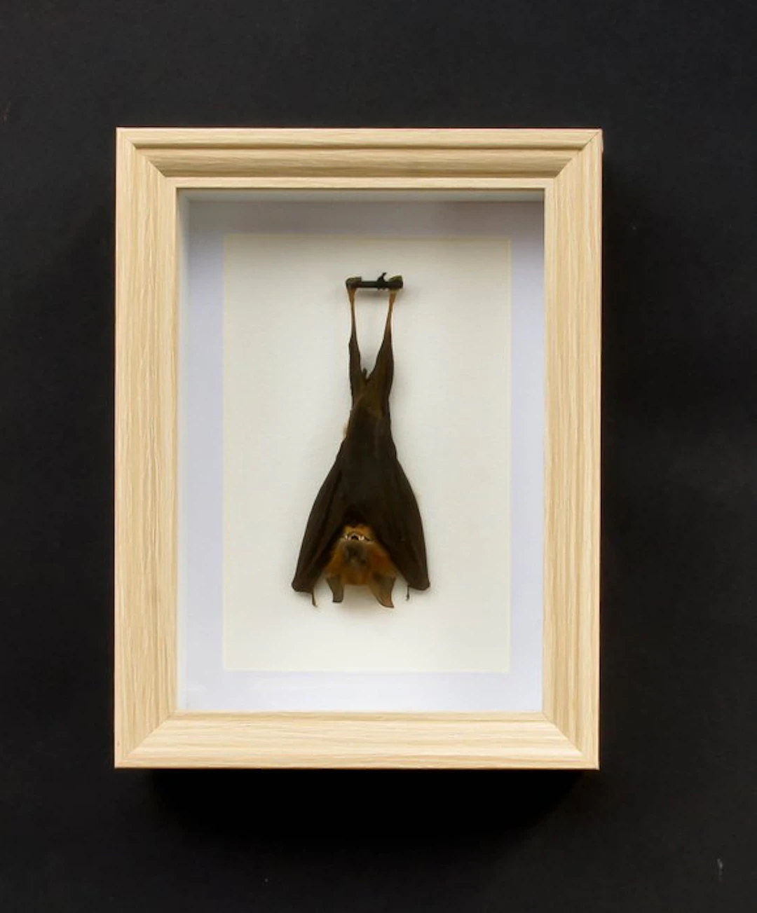 Painted Vesper Bat - framed Taxidermy full body mount...