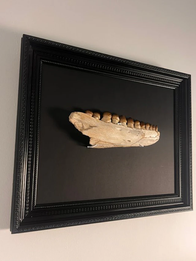 Mosasaur - Fossilised jaw - Globidens sp. - 57 cm - 47 cm