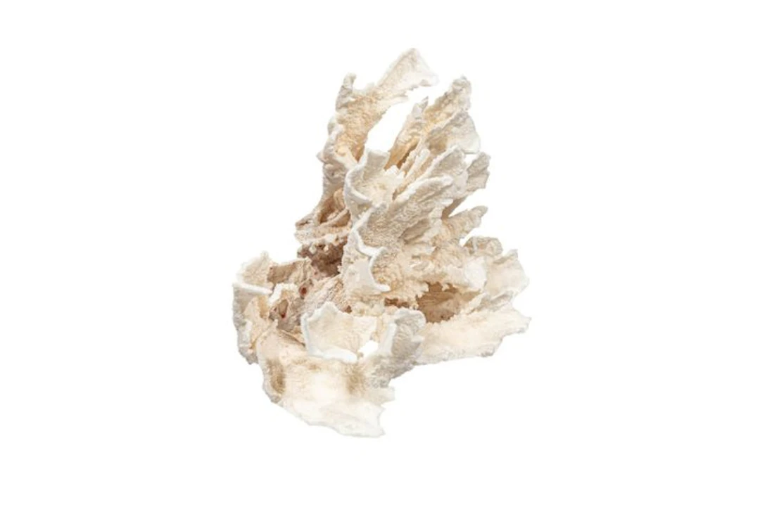 Rare broad-leaved Glucke (Sparassis spathulata) – Dried...
