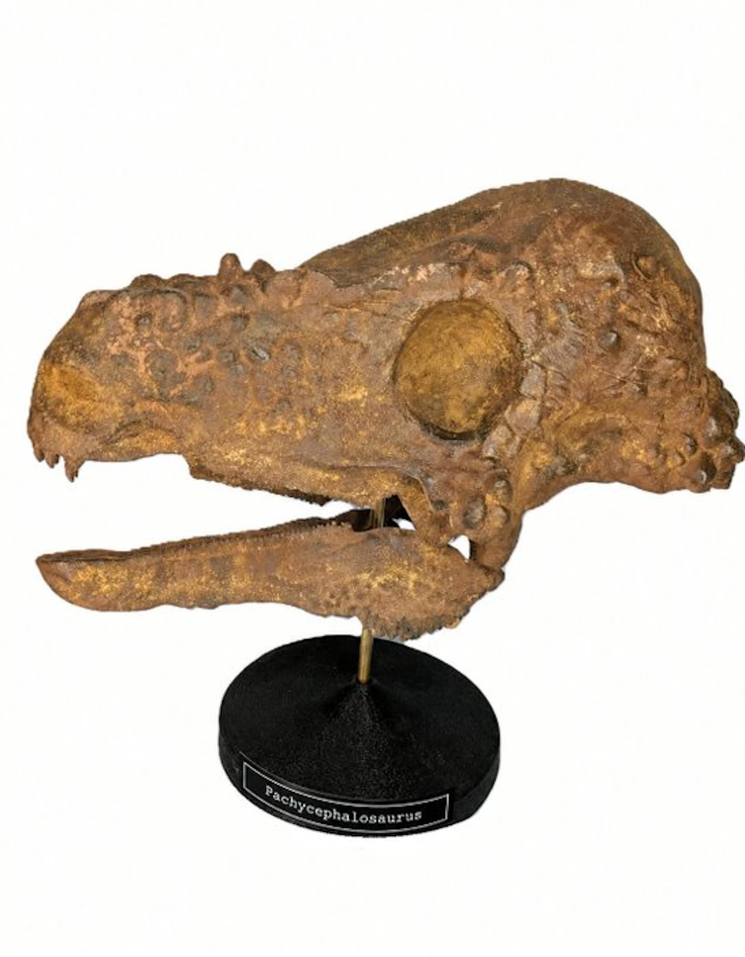 Fossil skull - Pachycephalosaurus - Museum-Grade Replica - 34 cm - 28 cm