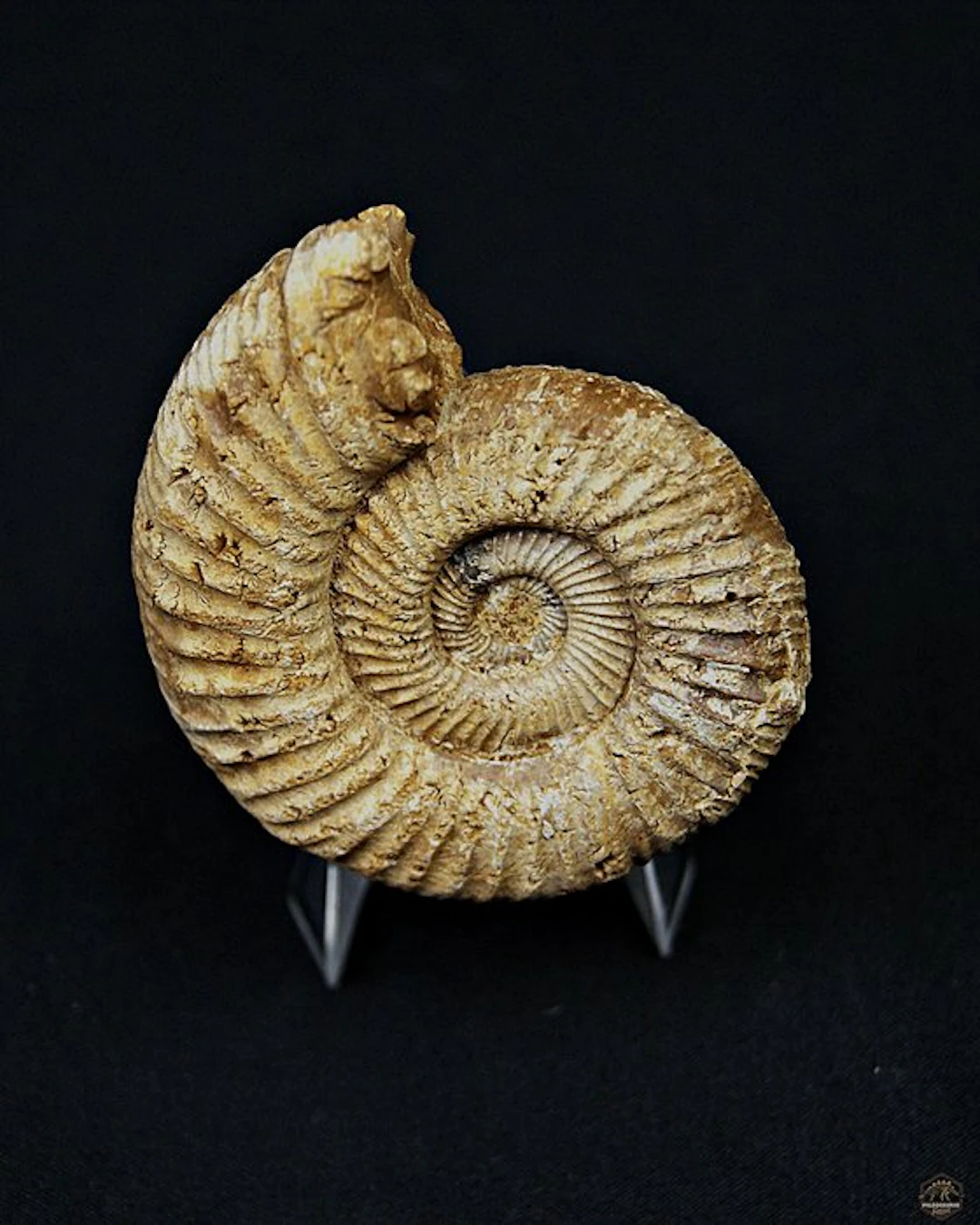 Ammonite - Fossilised shell - Amonite Choffatia (No reserve price)