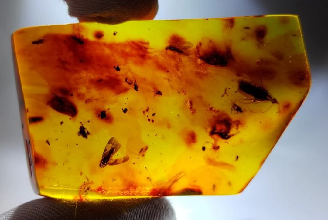 FOSSlL-AMAZING!! Dominican amber- 22 g