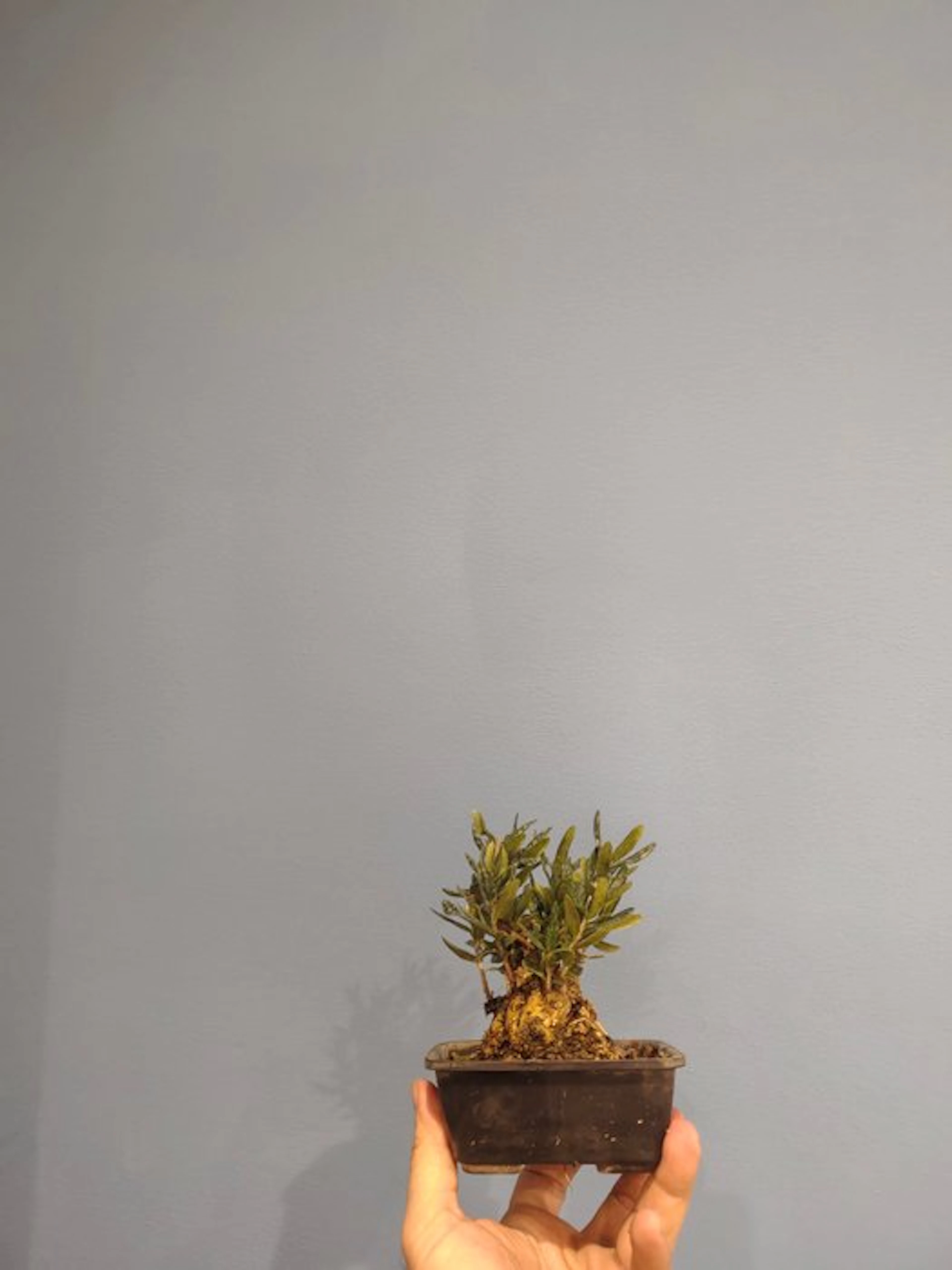 Olive bonsai (Olea europaea) - Height (Tree): 14 cm - Depth (Tree):