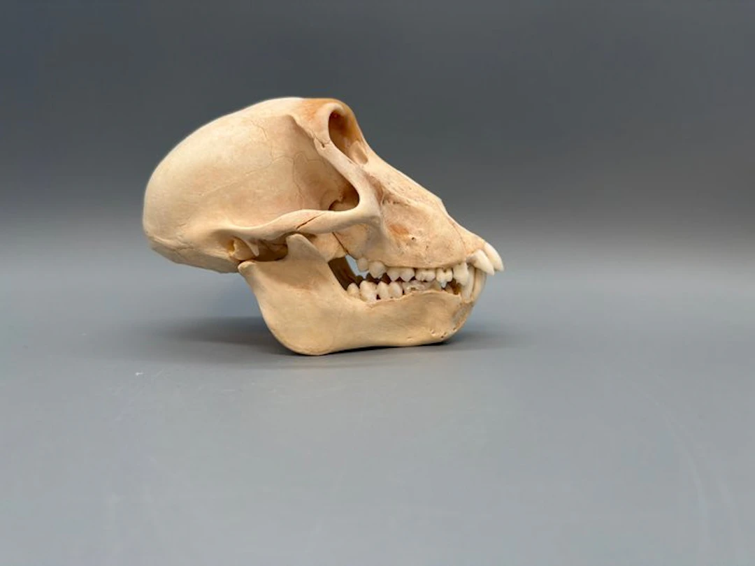 Monkey Mammal skull - Papio Ursinus - 10 cm - 8 cm - 15...