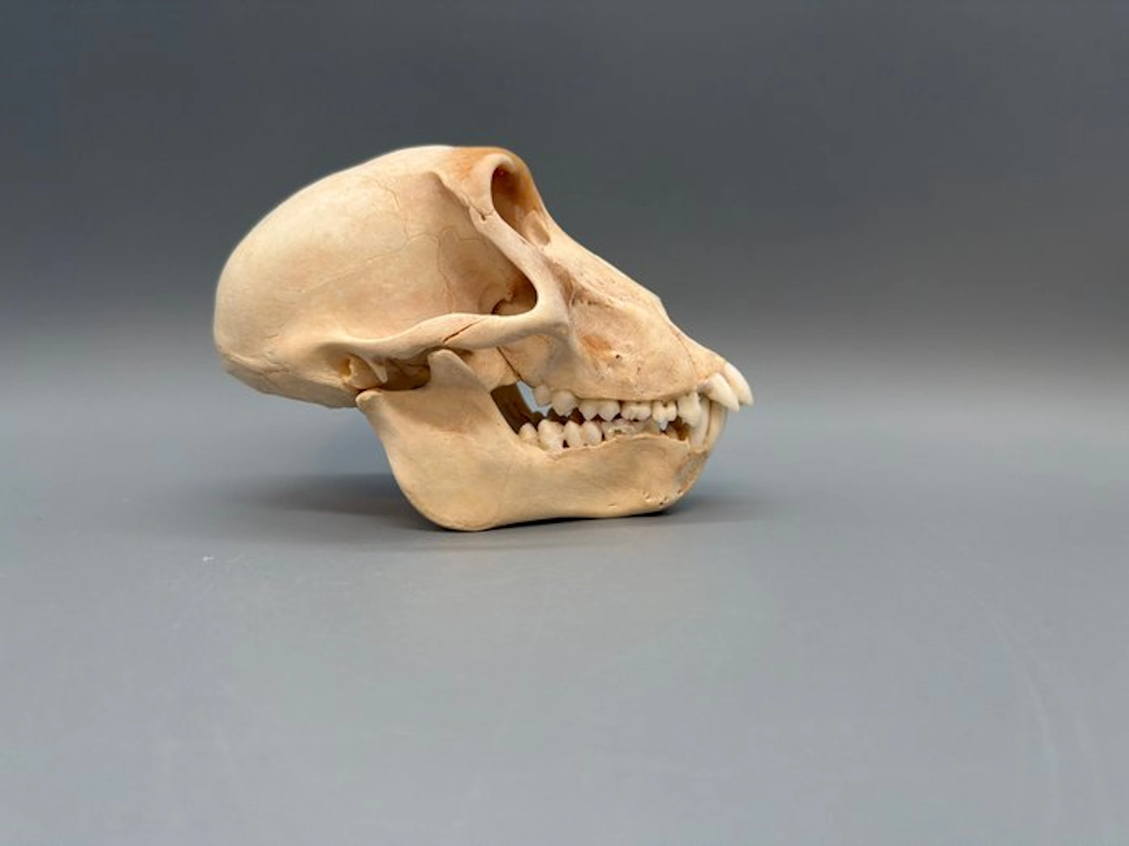 Monkey Mammal skull - Papio Ursinus - 10 cm - 8 cm - 15...