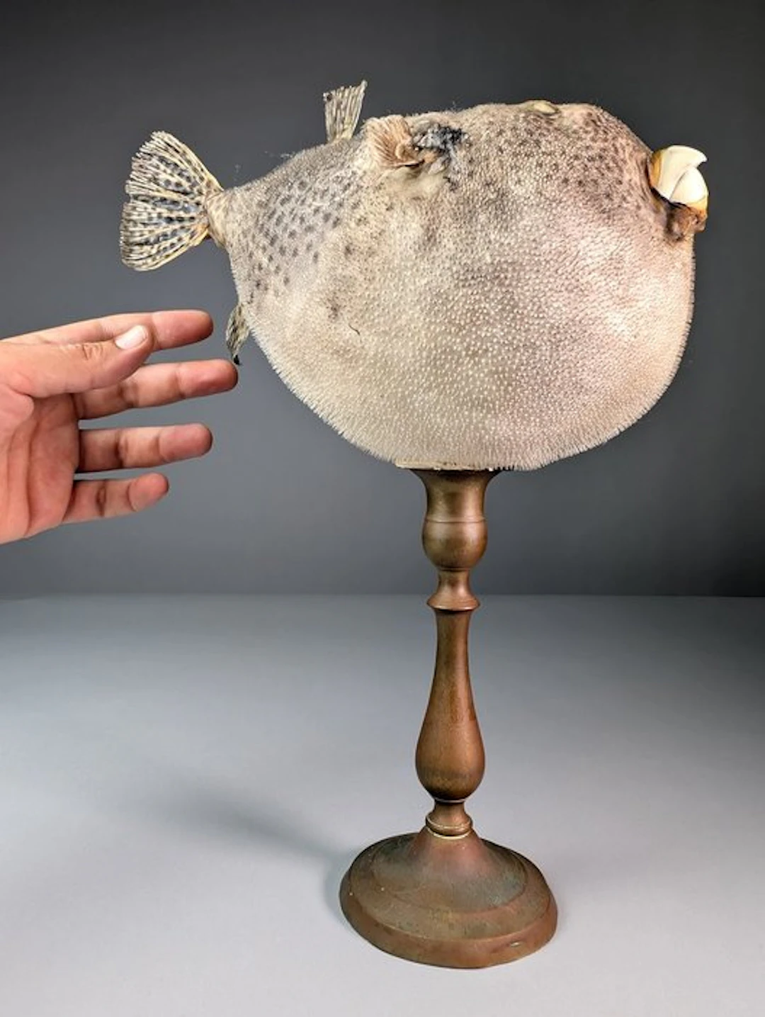 Pufferfish on Brass Stand Taxidermy full body mount - Tetraodontidae sp