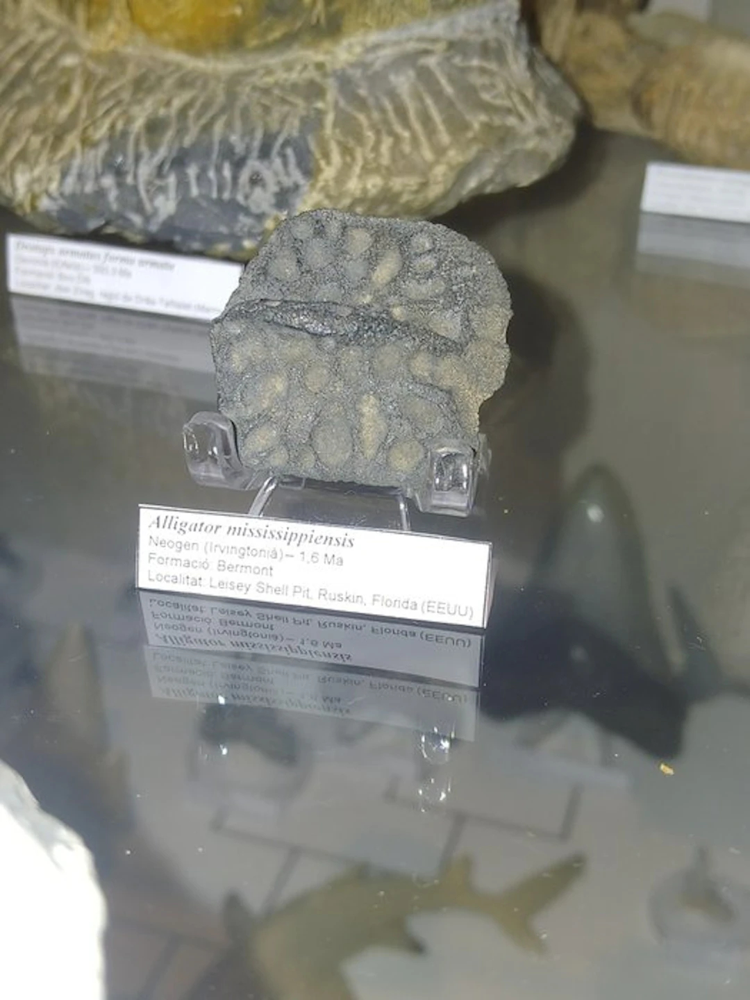 Fossil of an alligator osteoderm