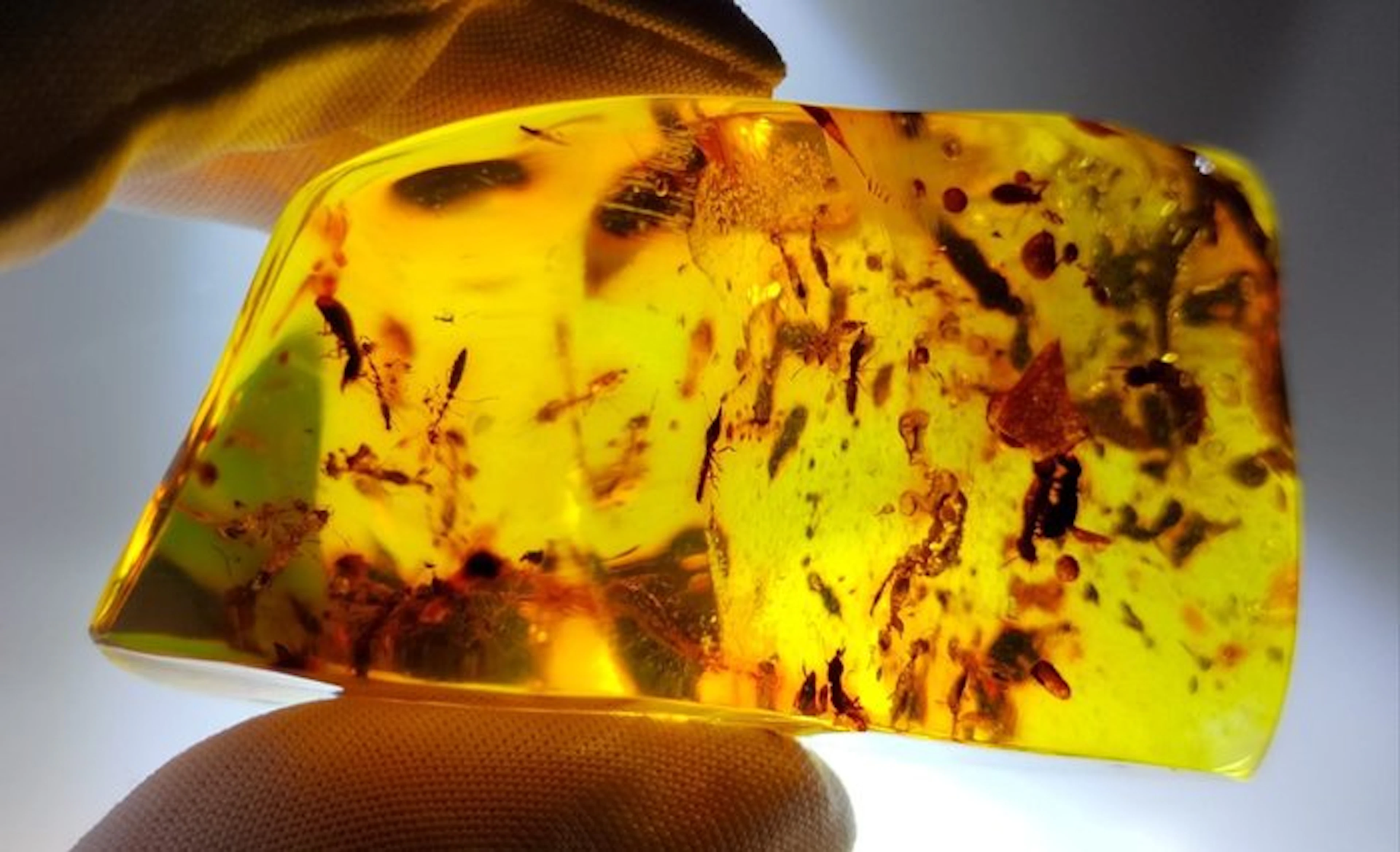 FOSSlL-AMAZING!! Dominican amber- 56.13 g