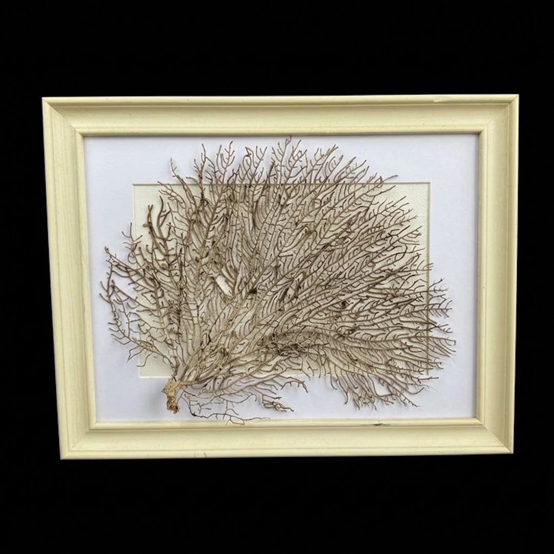 Superb frame! Coral - Gorgoncea sp.