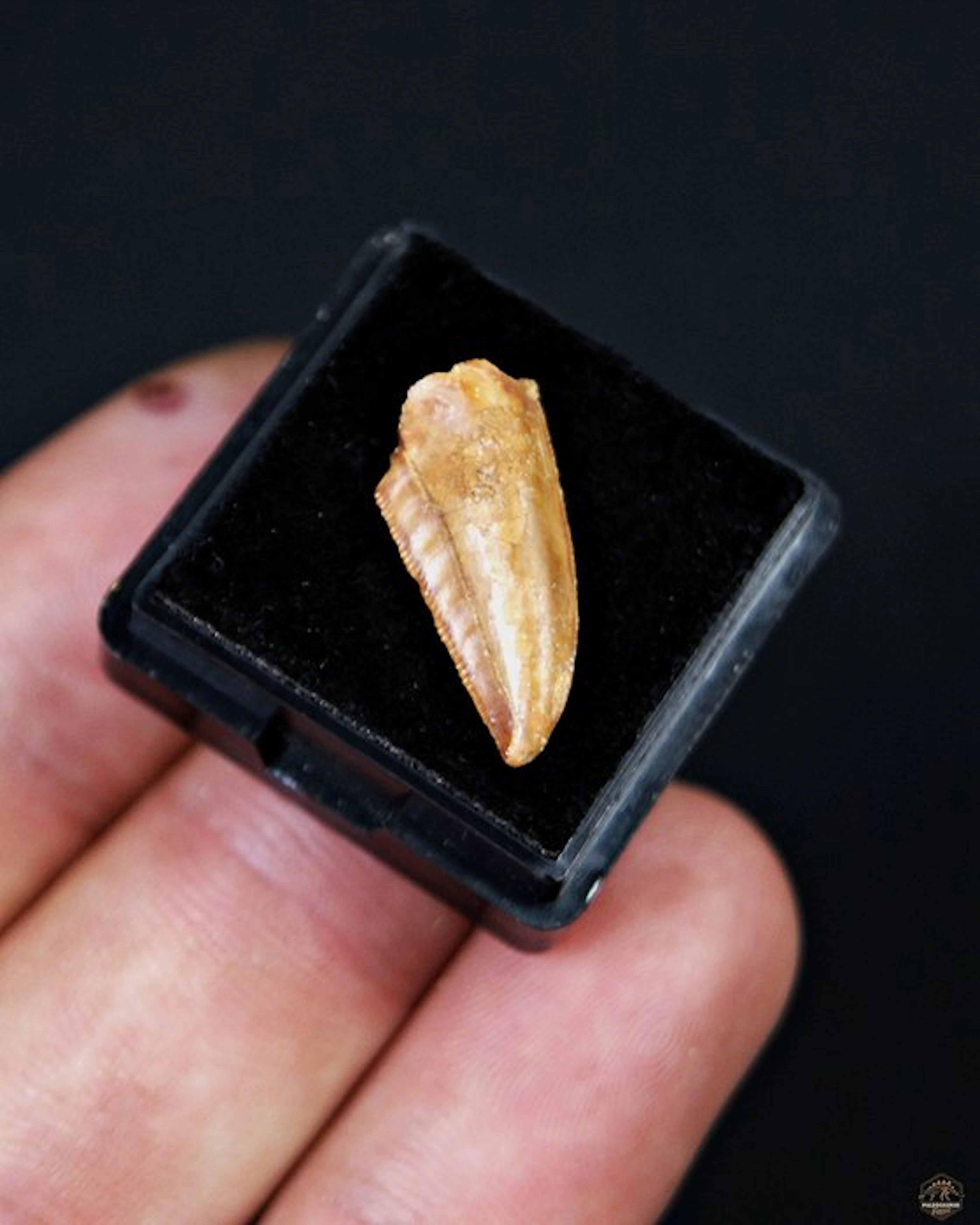 Dinosaur - Fossil tooth - Raptor Abelisaurio especial