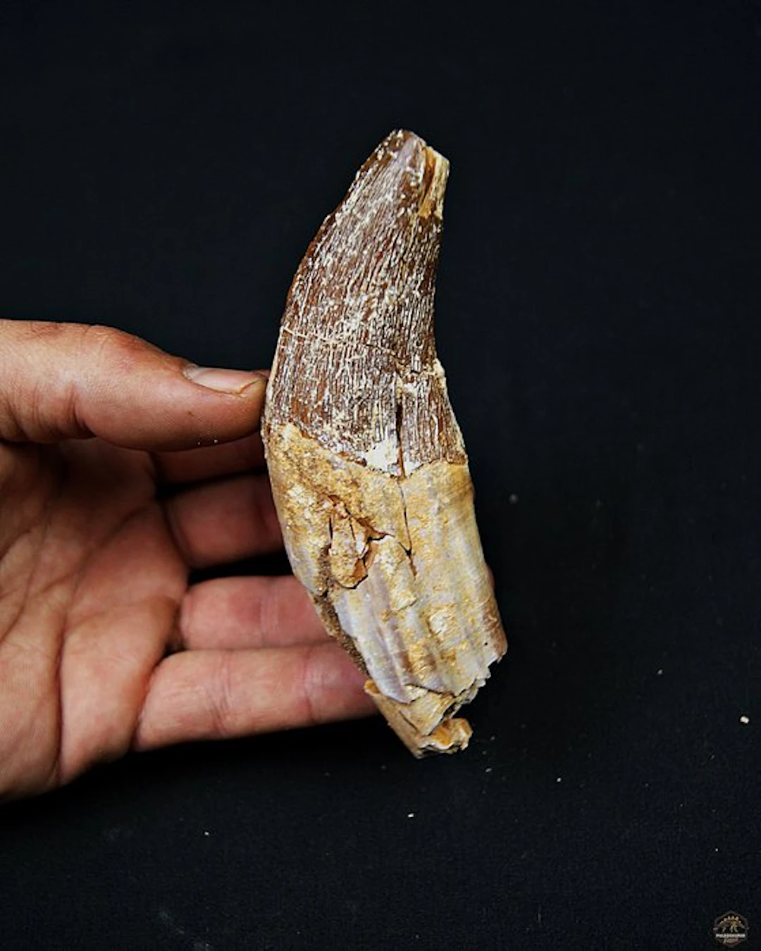 Basilosaurus (primitive whale) - Fossil molar - Colmillo...