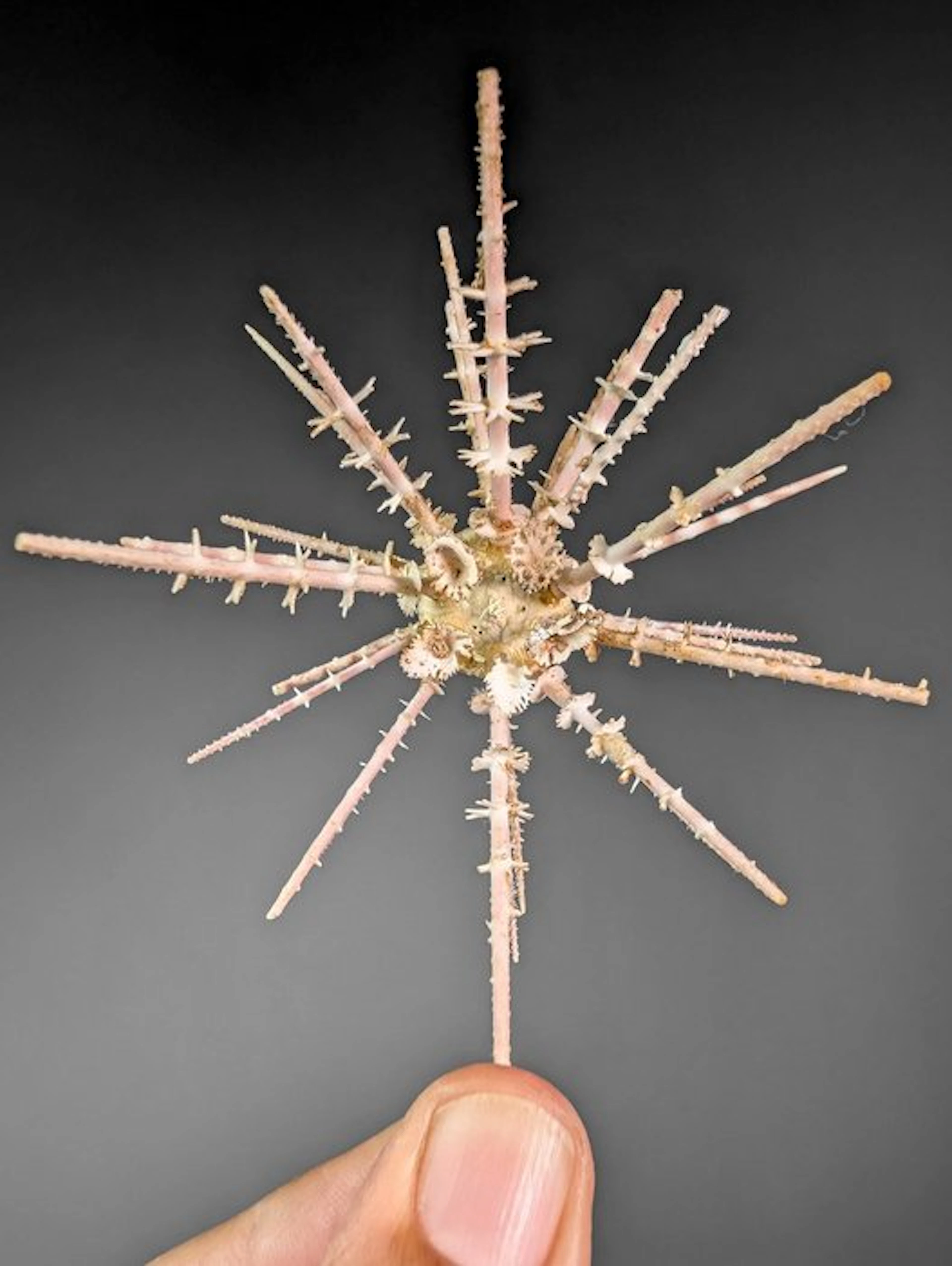 Pencil Urchin with Long Spines Taxidermy full body mount...