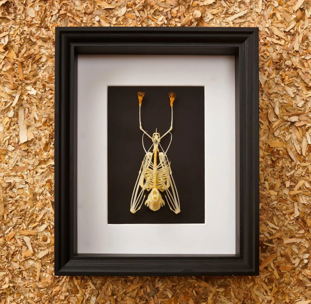 Skeleton bat Taxidermy full body mount - Skelet Rousettus...