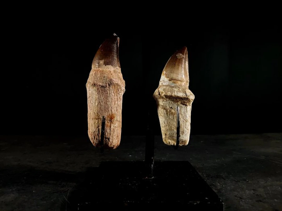 two enormous teeth with a root - Fossil tooth - mosasaurus - 125 mm - 43 mm