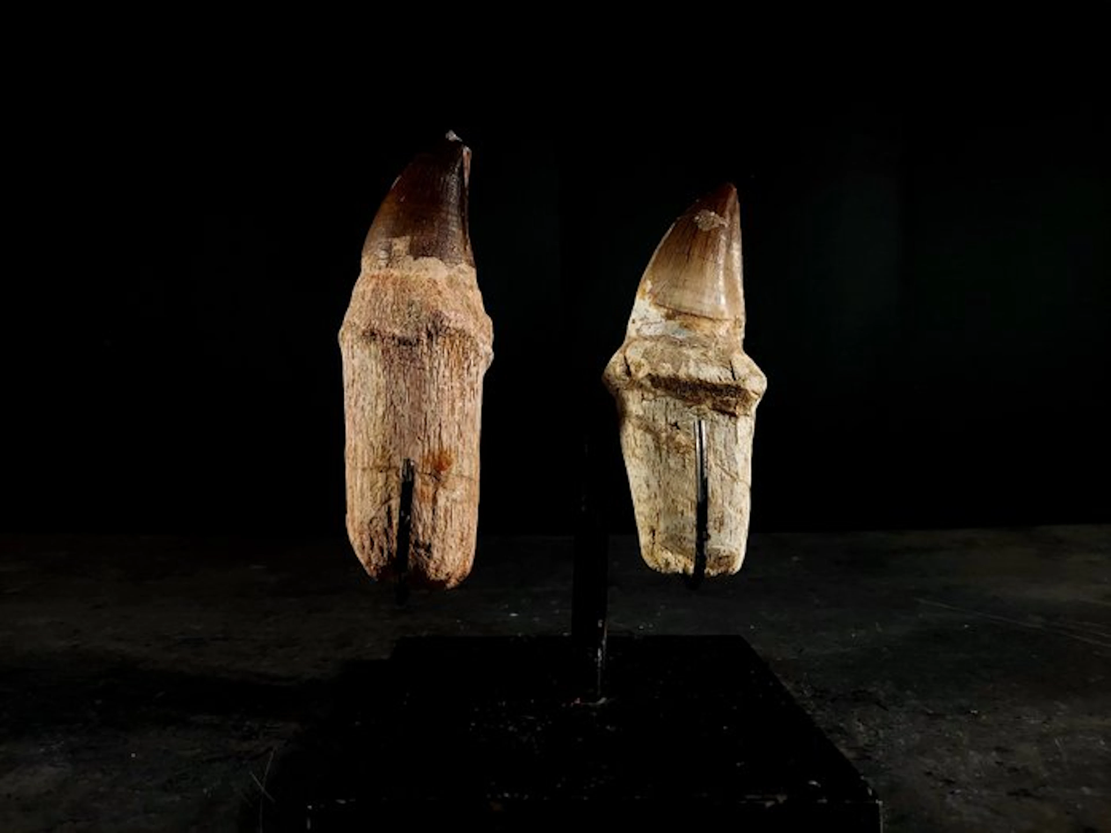 two enormous teeth with a root - Fossil tooth - mosasaurus - 125 mm - 43 mm