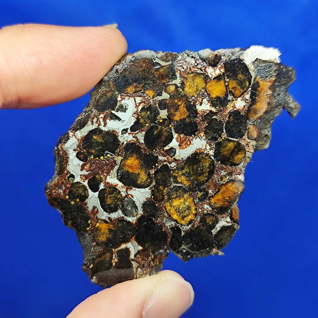 endcut- PALLASITE Meteorite