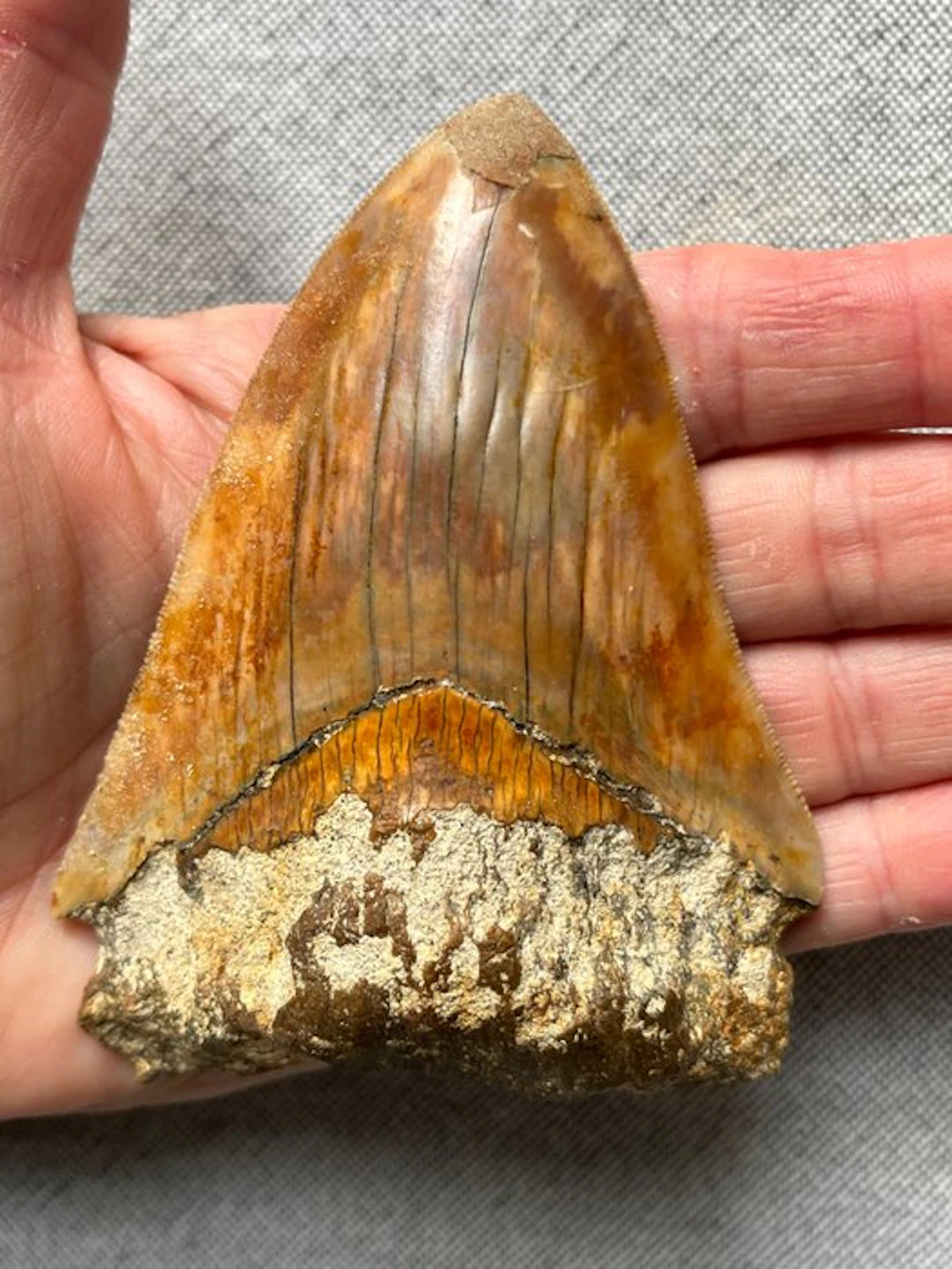 Megalodon tooth 10,9 cm - Fossil tooth - Carcharocles...