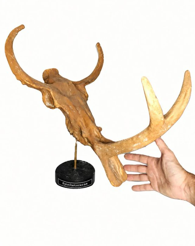 Fossil skull - Synthetoceras - Museum-Grade Replica - 55 cm - 47 cm
