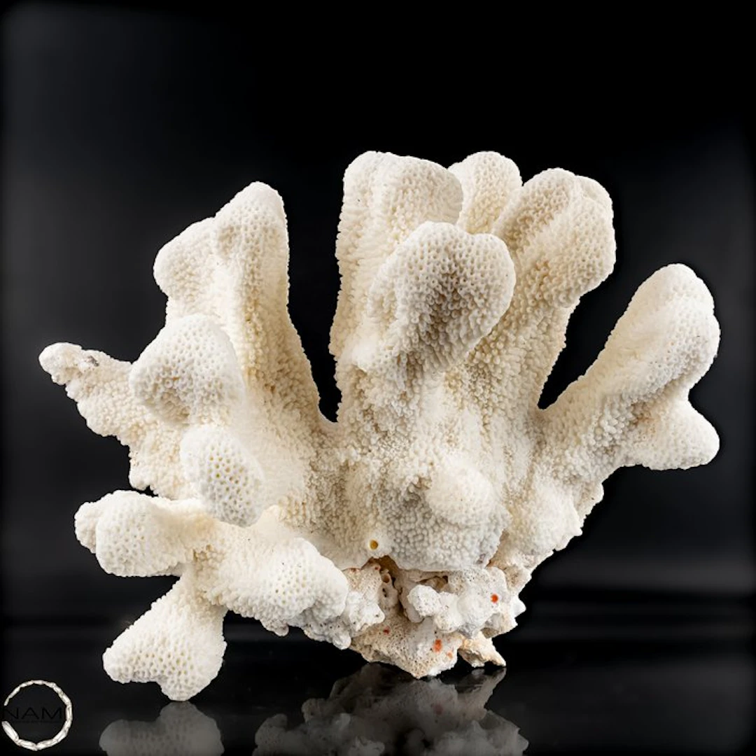 Natural White Table Coral - EU-Only - Acropora latistella - CITES Appendix II