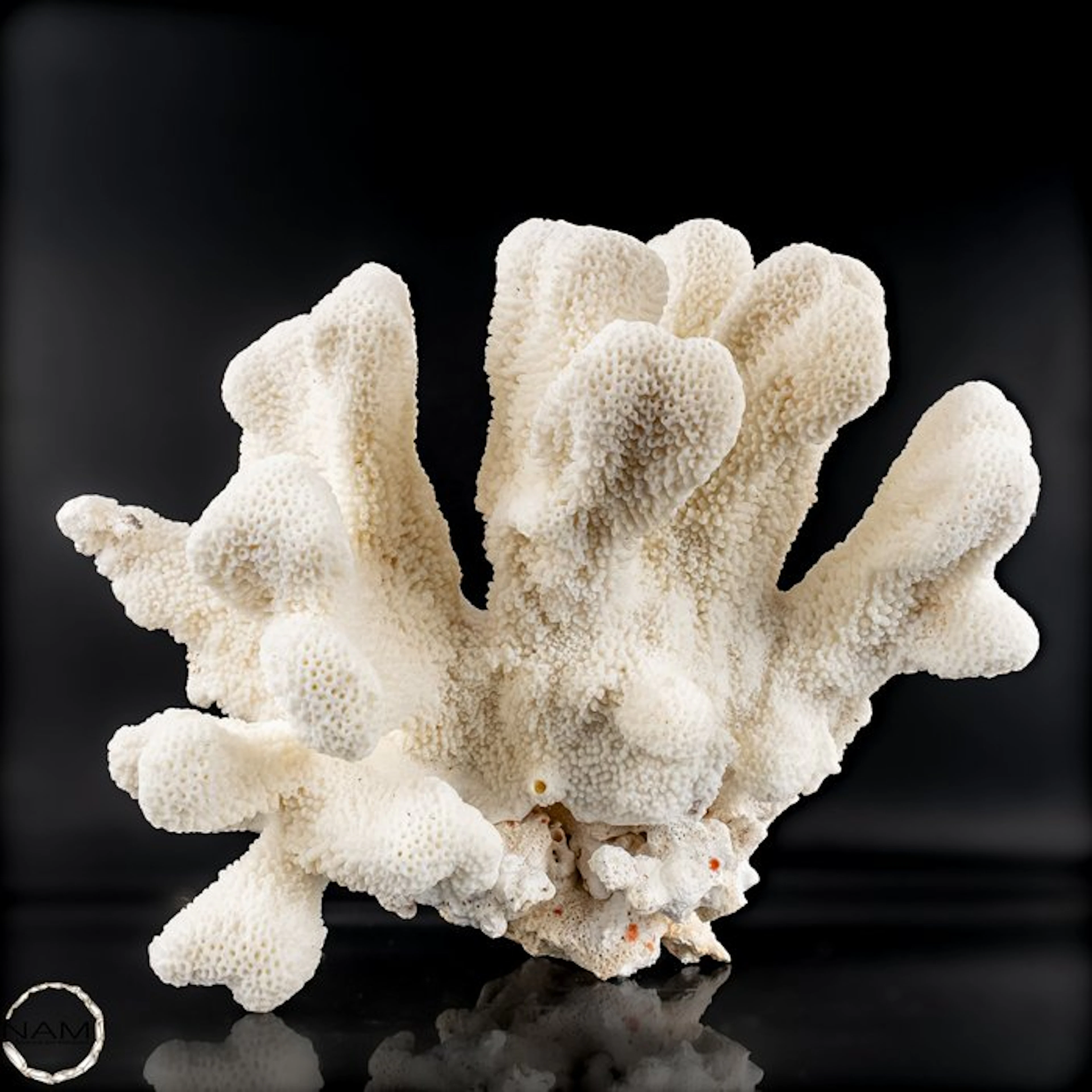 Natural White Table Coral - EU-Only - Acropora latistella - CITES Appendix II
