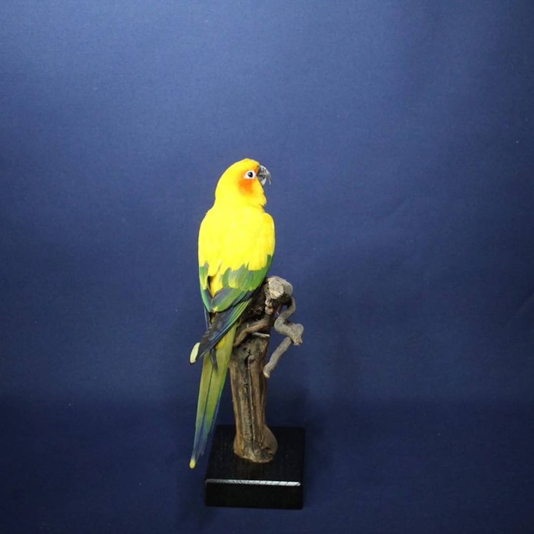 sun conure Taxidermy full body mount - Aratinga...