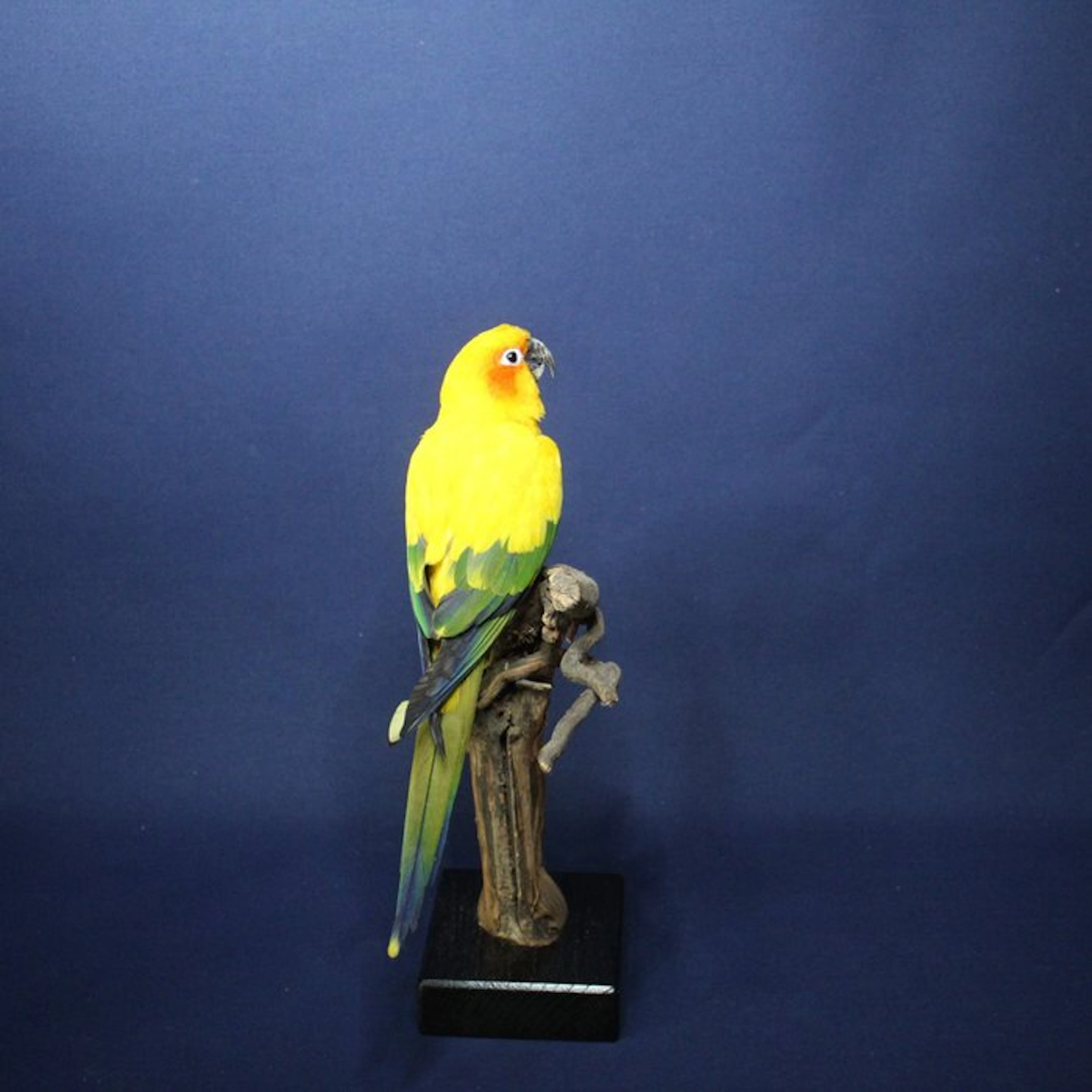 sun conure Taxidermy full body mount - Aratinga...