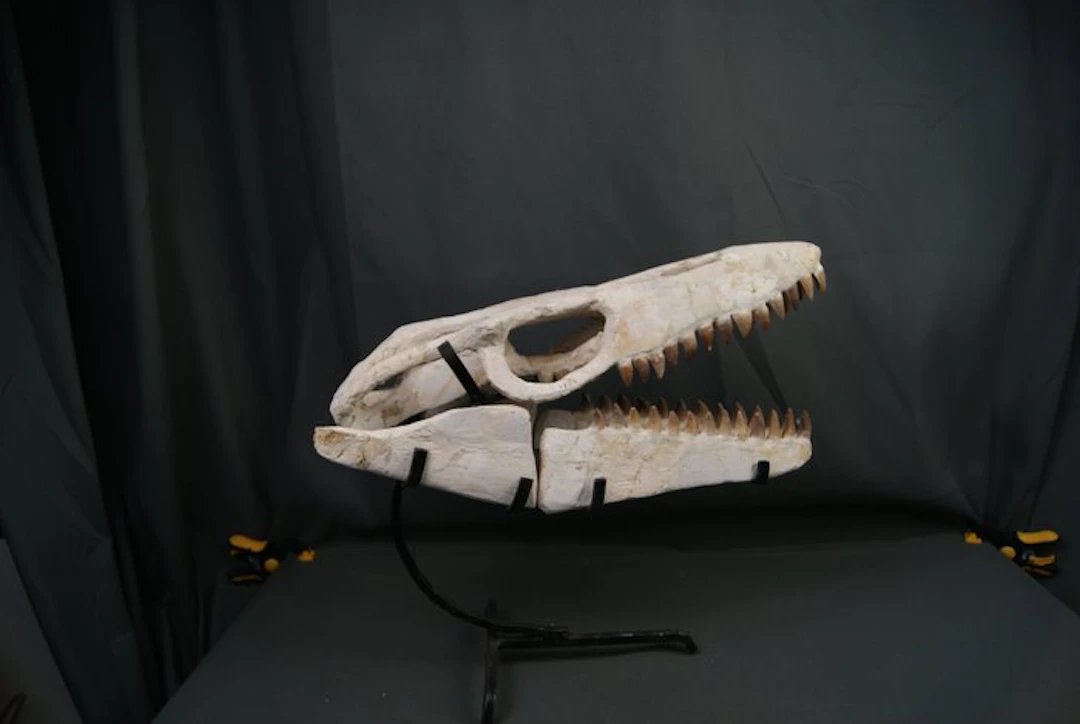 Mosasaur skull - Fossil skull - Mosasaurus