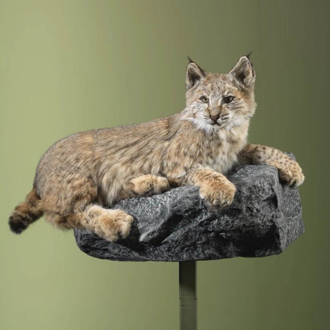 Bobcat Taxidermy full body mount - Lynx rufus - 42 cm...