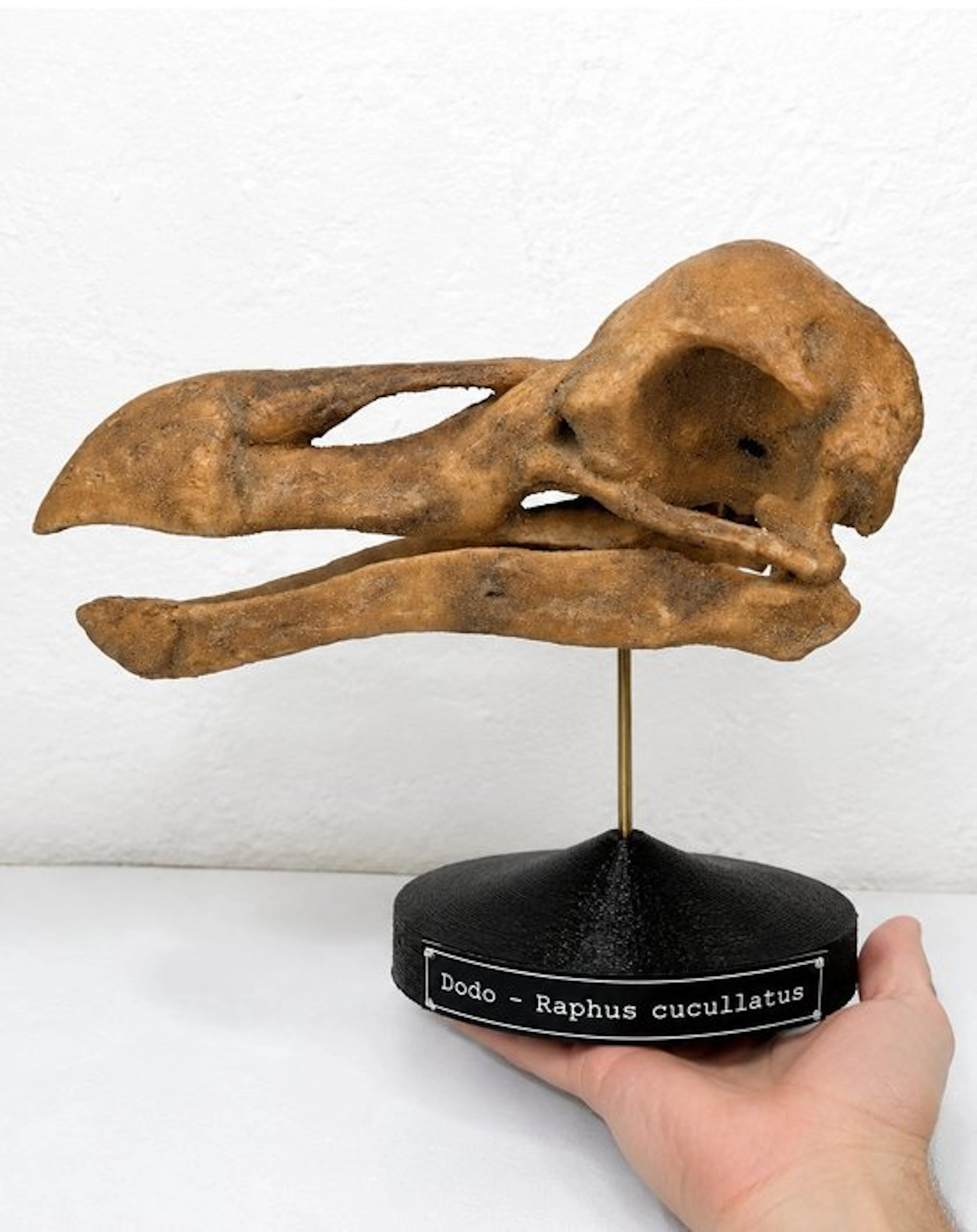 Fossil - Fossil skull - Skull of Dodo (Raphus cucullatus)...